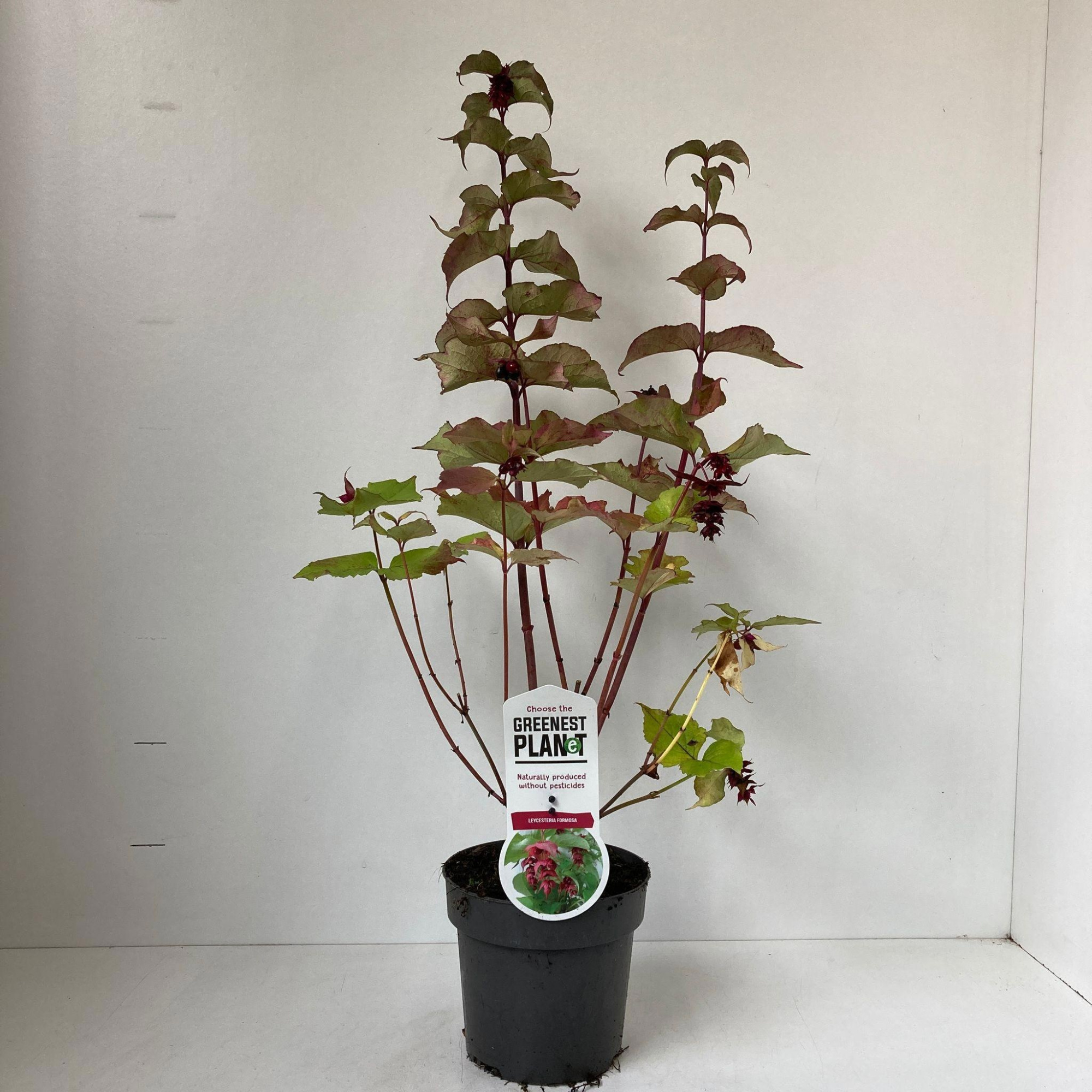 Leycesteria formosa, D 17 cm