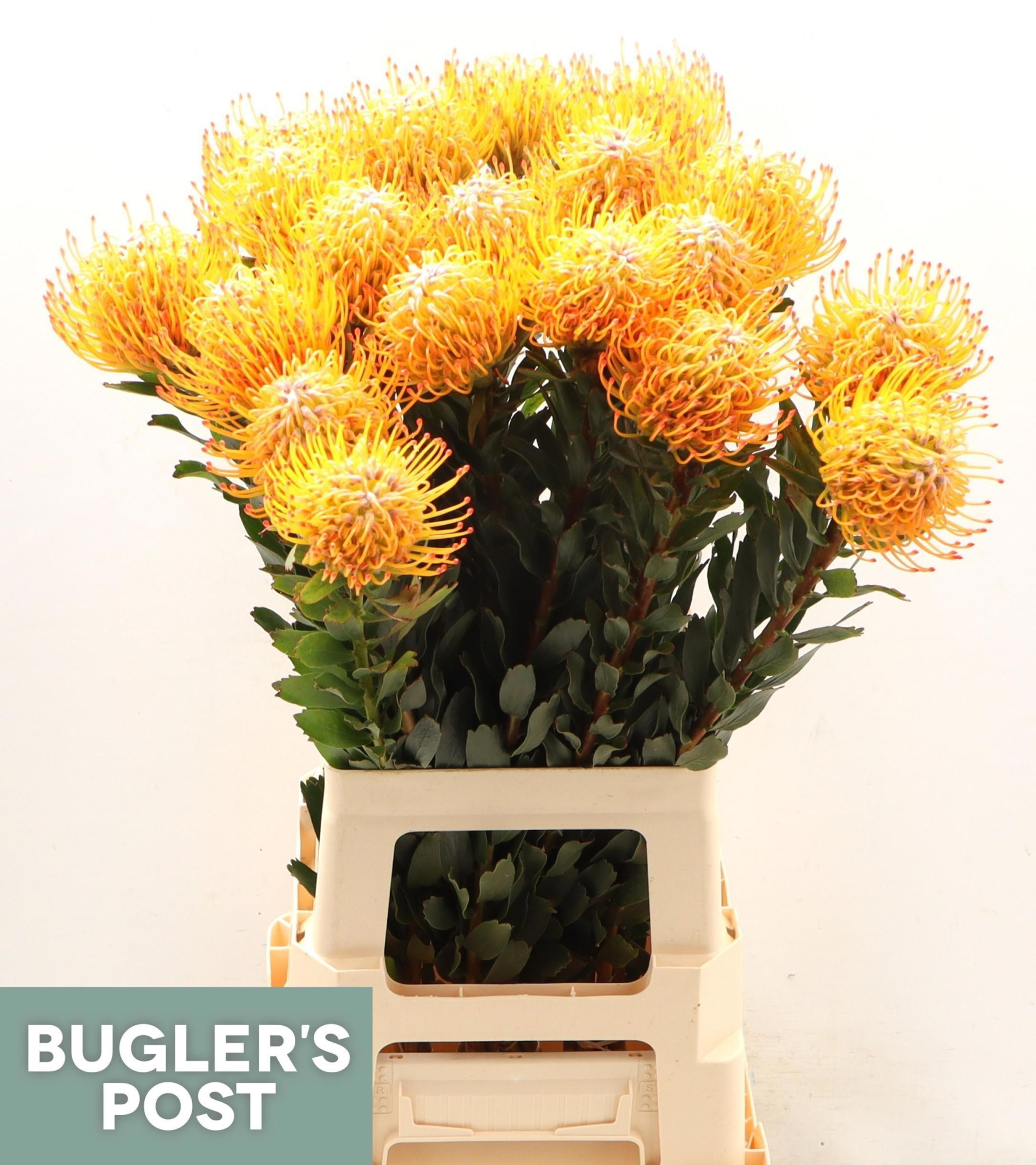 Нутанс Айоба Сан 70, шт.