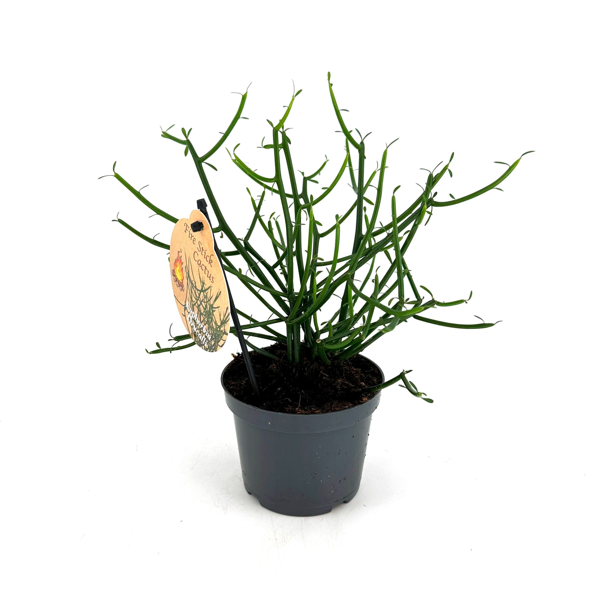 Euphorbia Tirucalli, D 12 cm