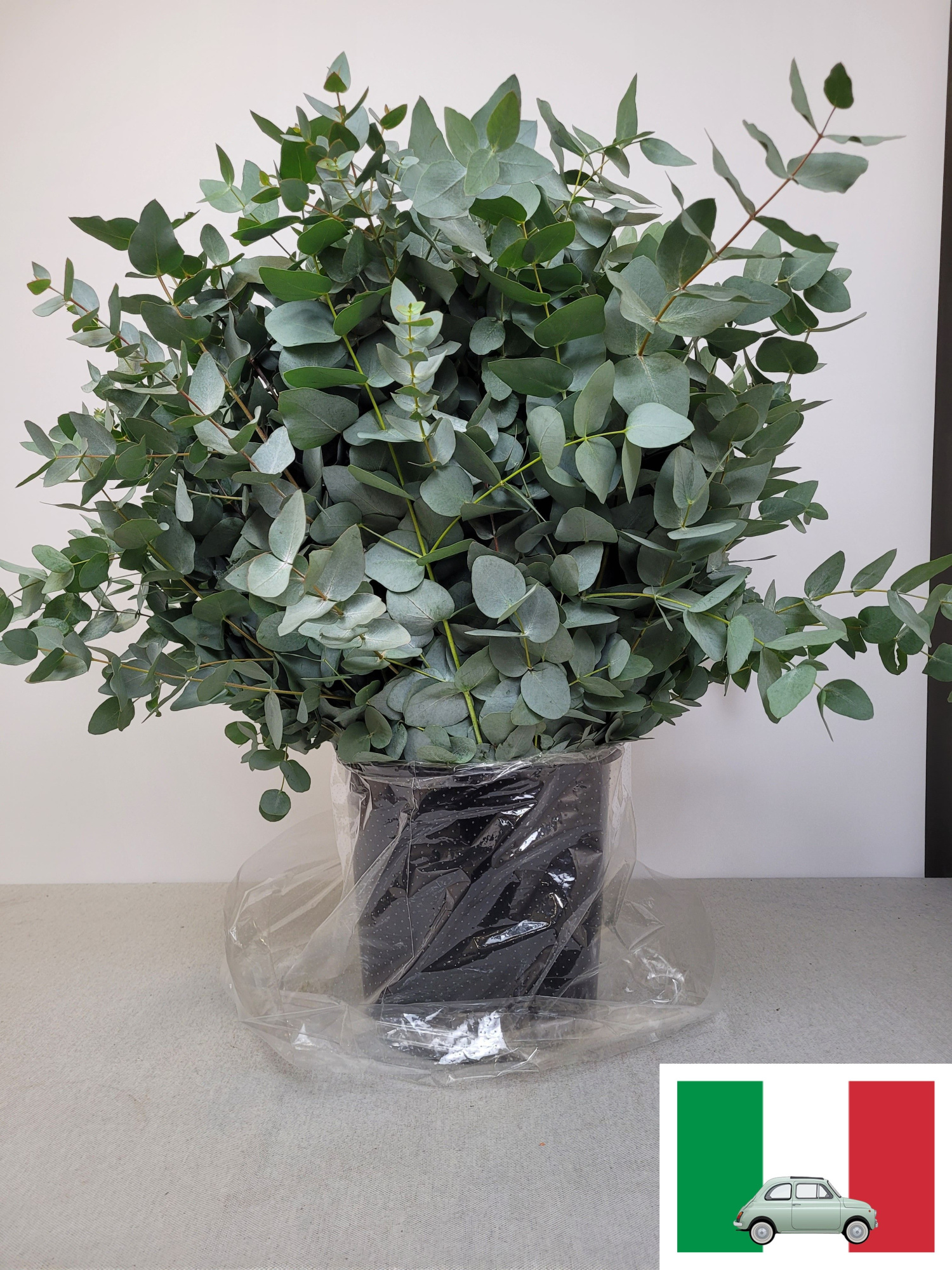 Эвкалипт Цинерея за пучок 70 (зел.), пуч.