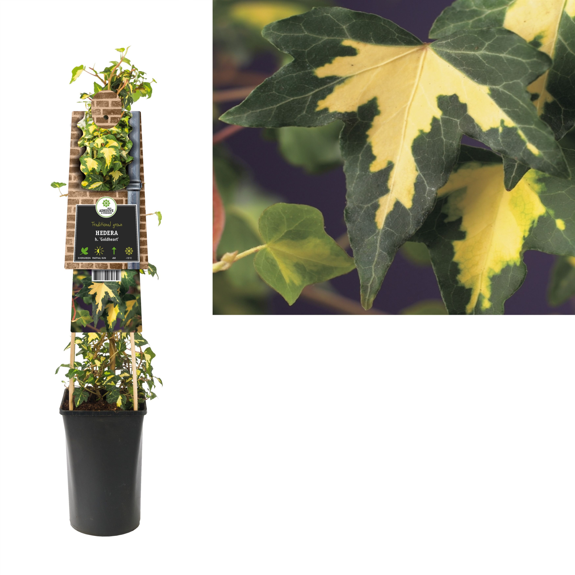 Hedera h. 'Goldheart' +3.0 label, D 17 cm