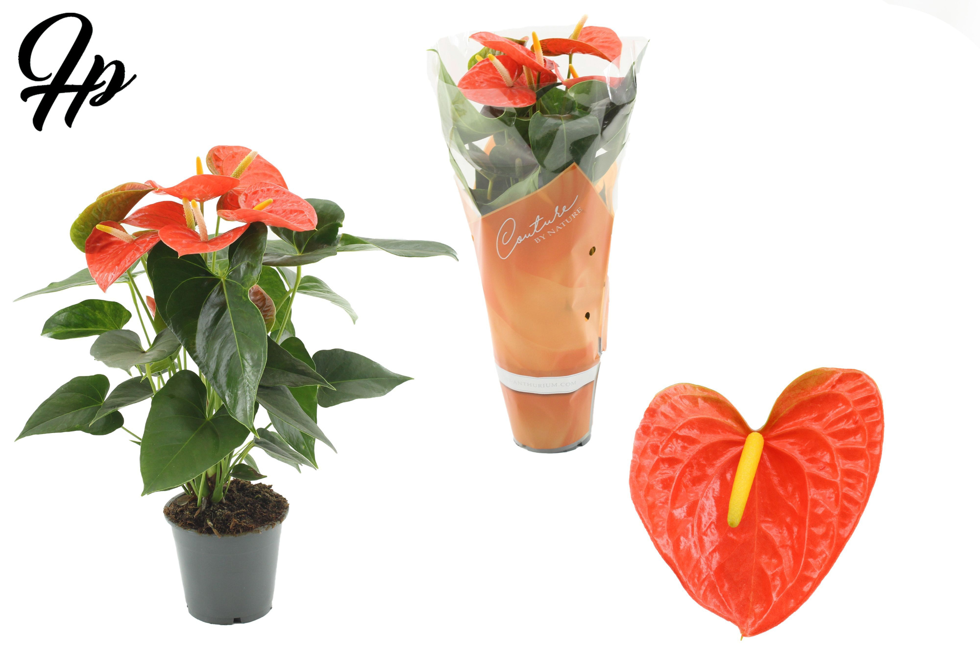 Anthurium Prince of Orange in Couture sleeve, D 12 cm