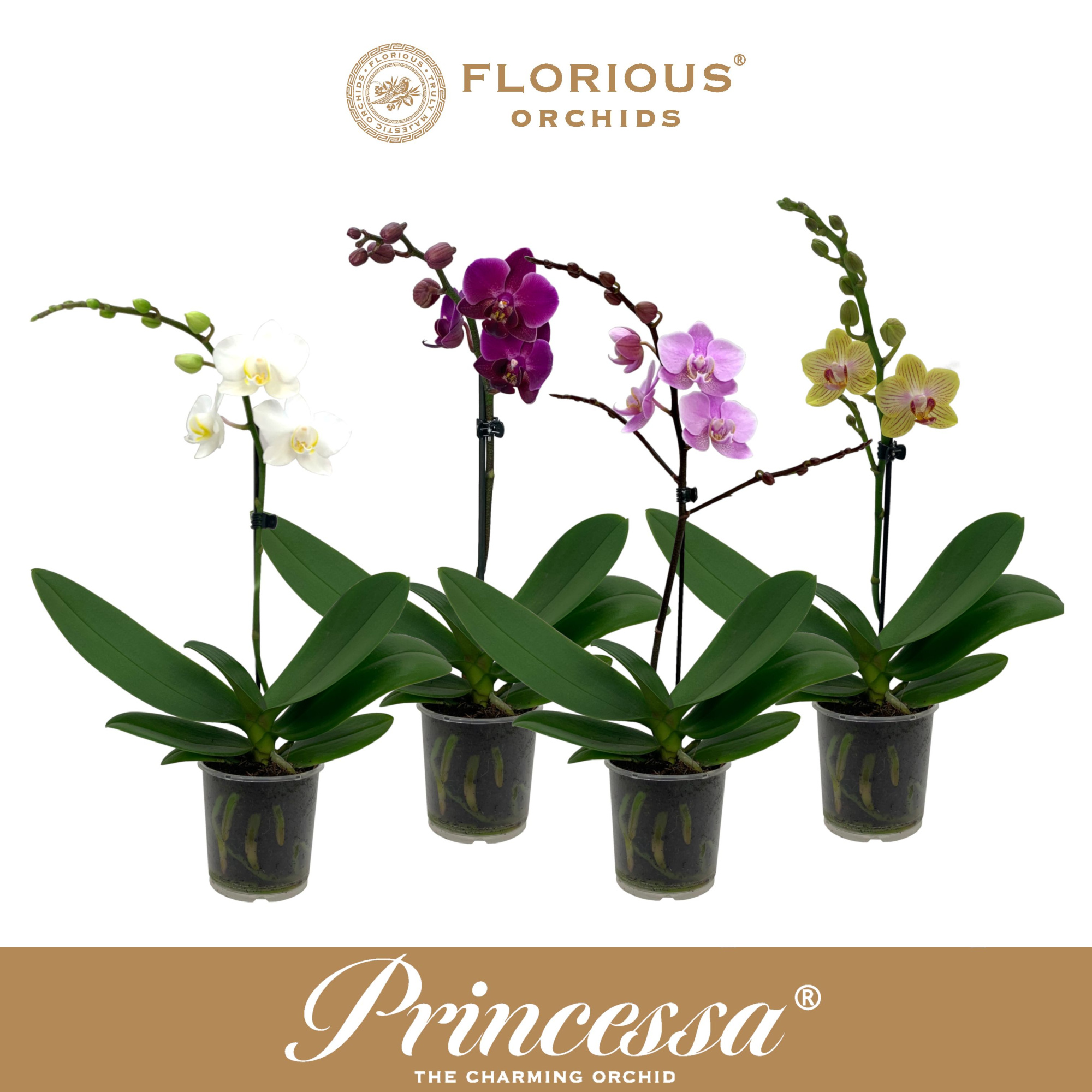 No9 Phalanopsis 1 Tak Mix, D 9 cm