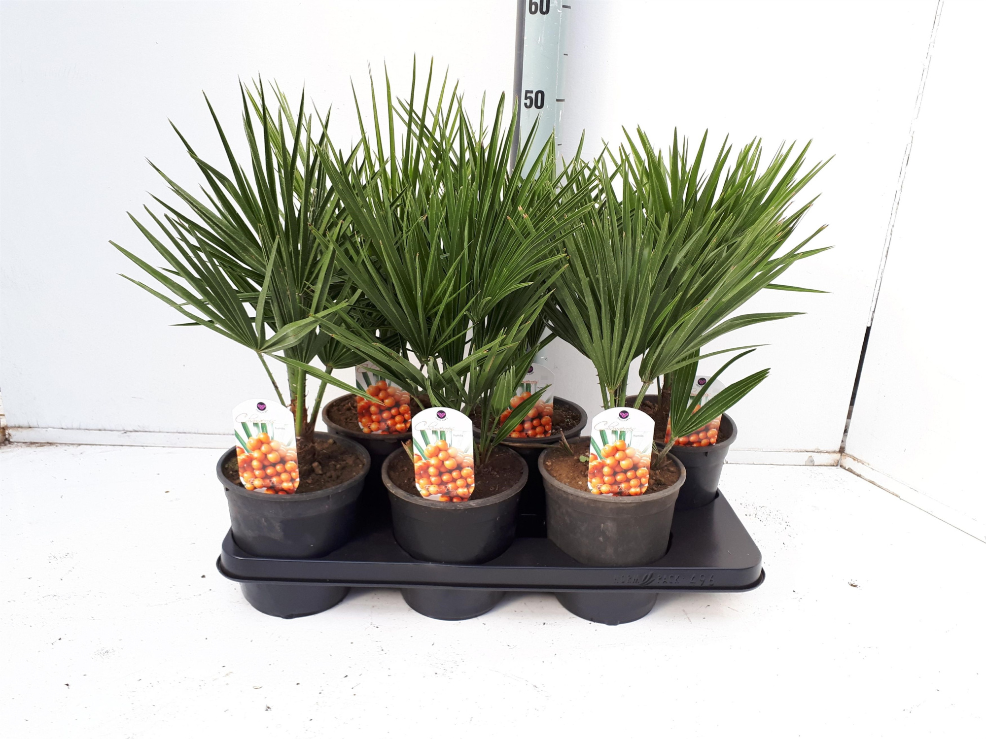 Chamaerops humilis, D 15 cm