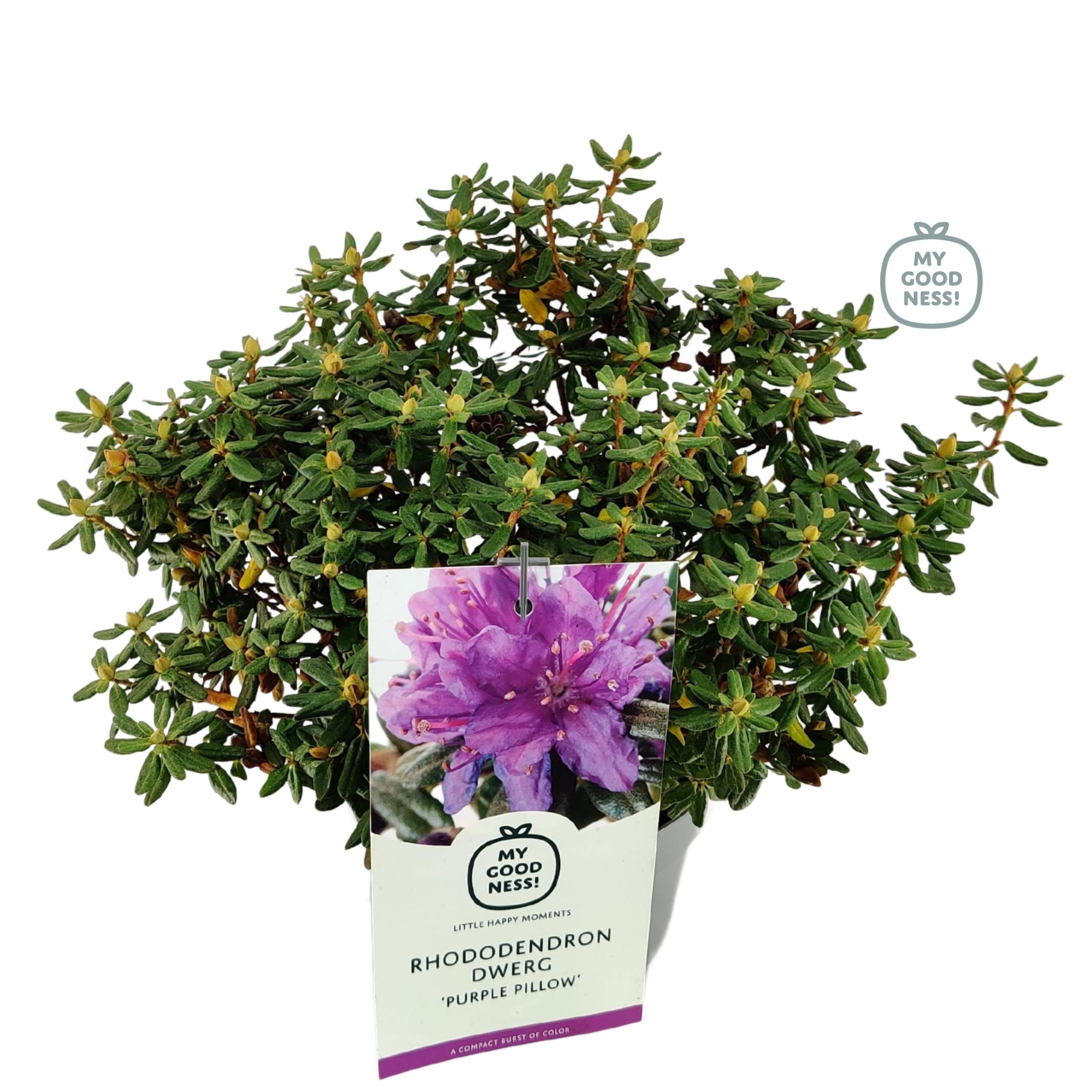Rhododendron 30-35 /2 liter 'Purple Pillow' dwerg, D 17 cm