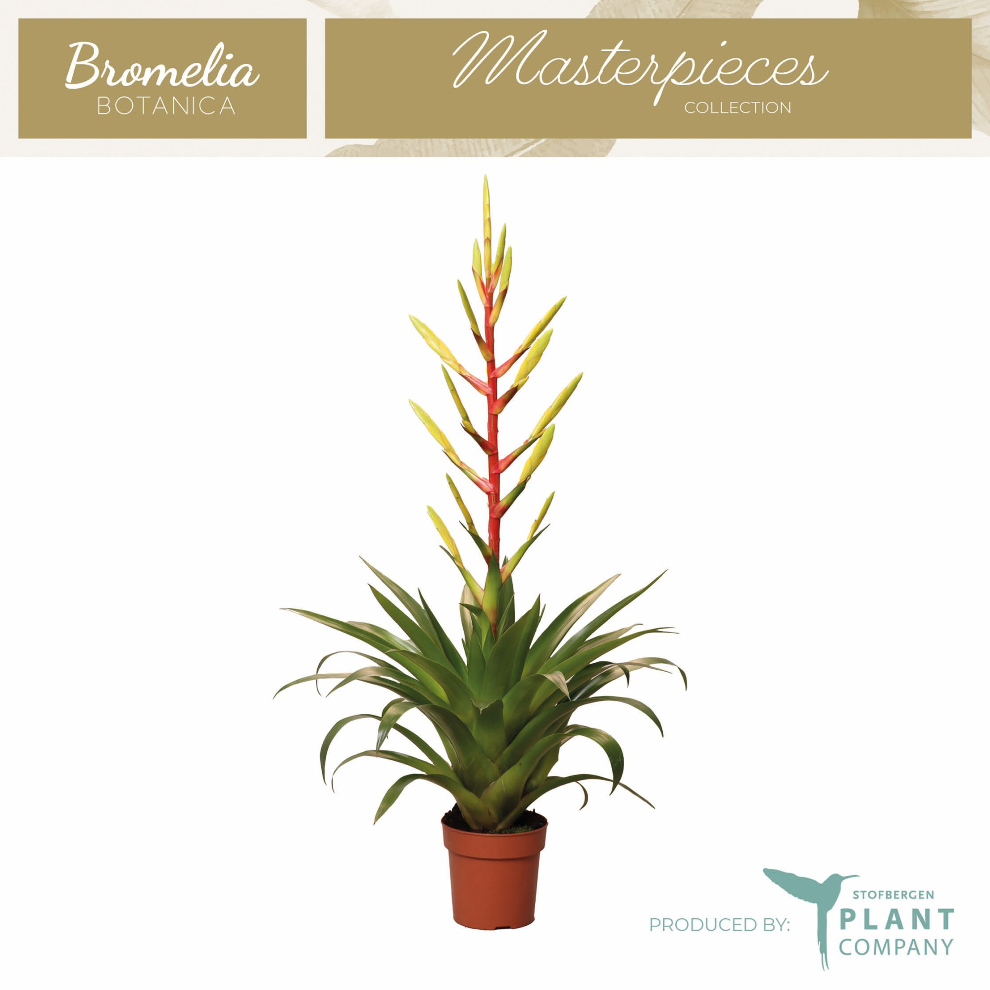 Tillandsia Luminosa, D 12 cm