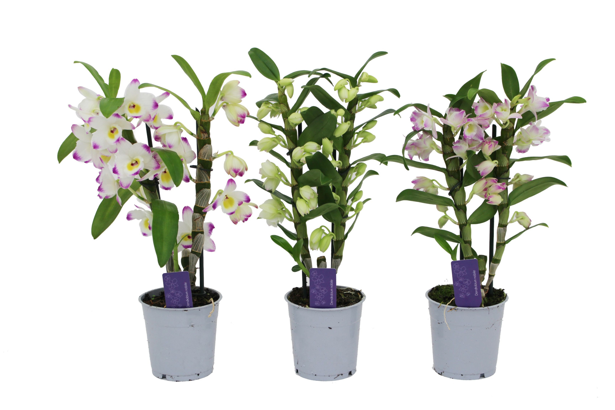 Dendrobium Nobilé, Basic Mix 2-tak, D 12