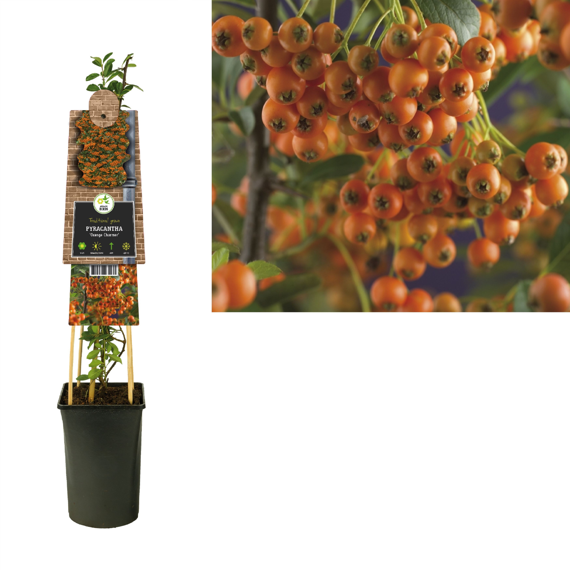 Pyracantha 'Orange Charmer' +3.0 label, D 17 cm