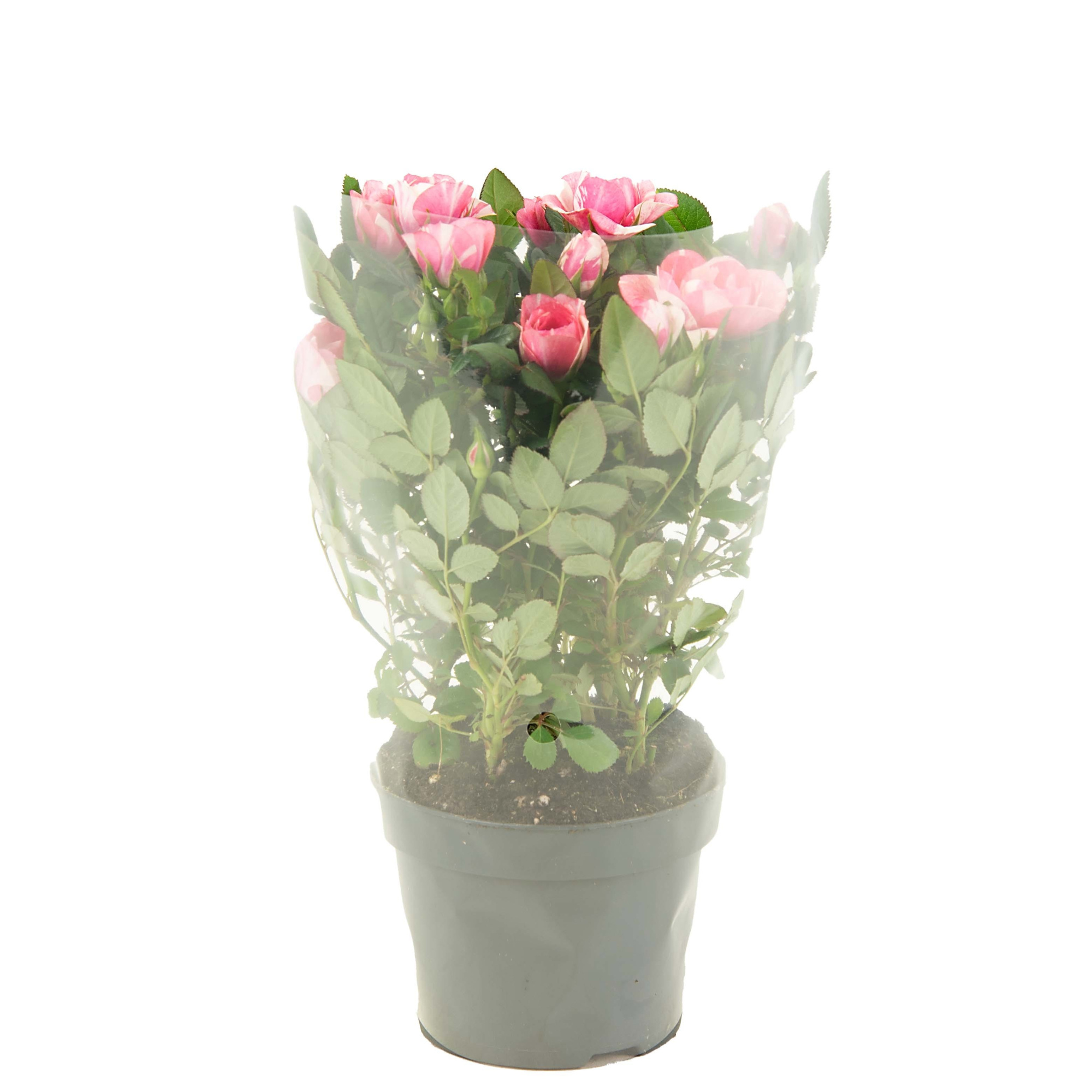 Nolina Roses Special Ø 10,5 cm. Vieve Blanco sleeve, D 10,5