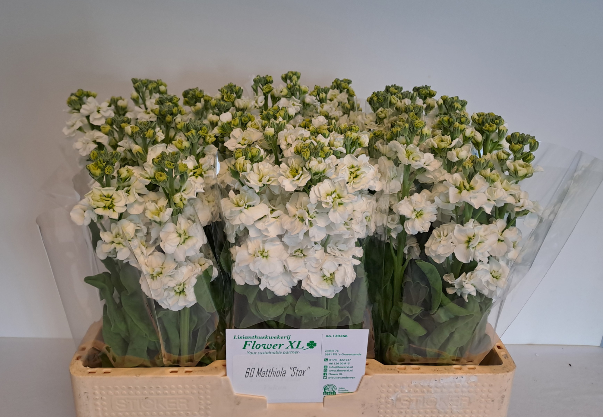 Маттиола од. Стокс Вайт 55, шт.