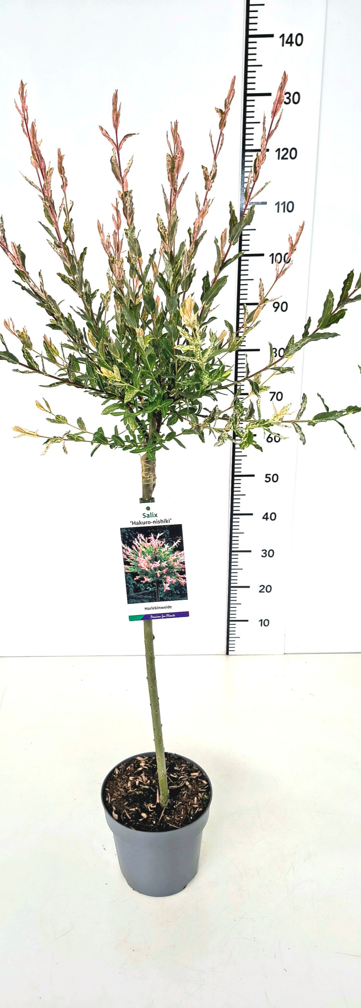 Salix integra 'Hakuro-nishiki' 80CMSTC5, D 23 cm