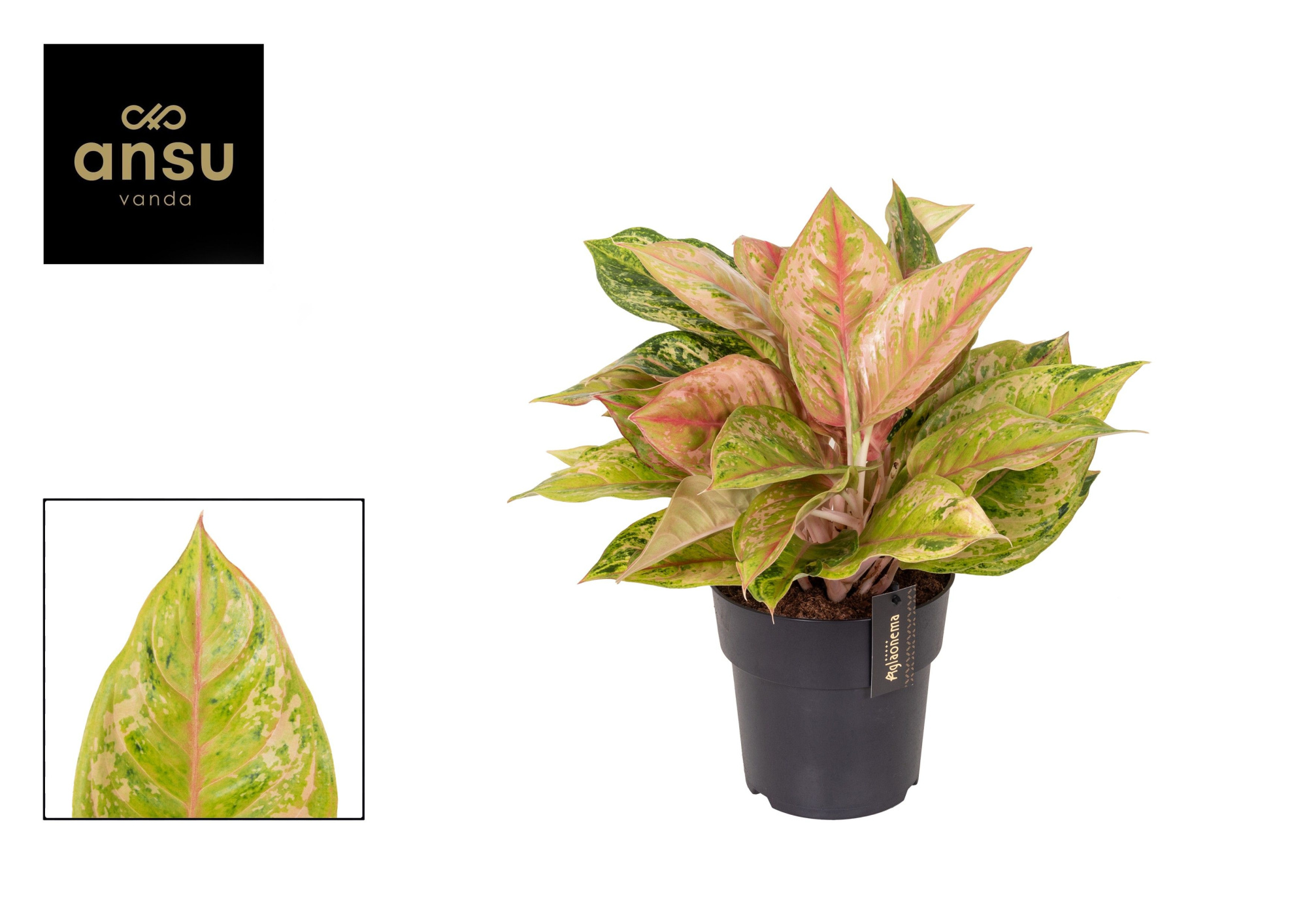 Aglaonema Pastella, D 19 cm