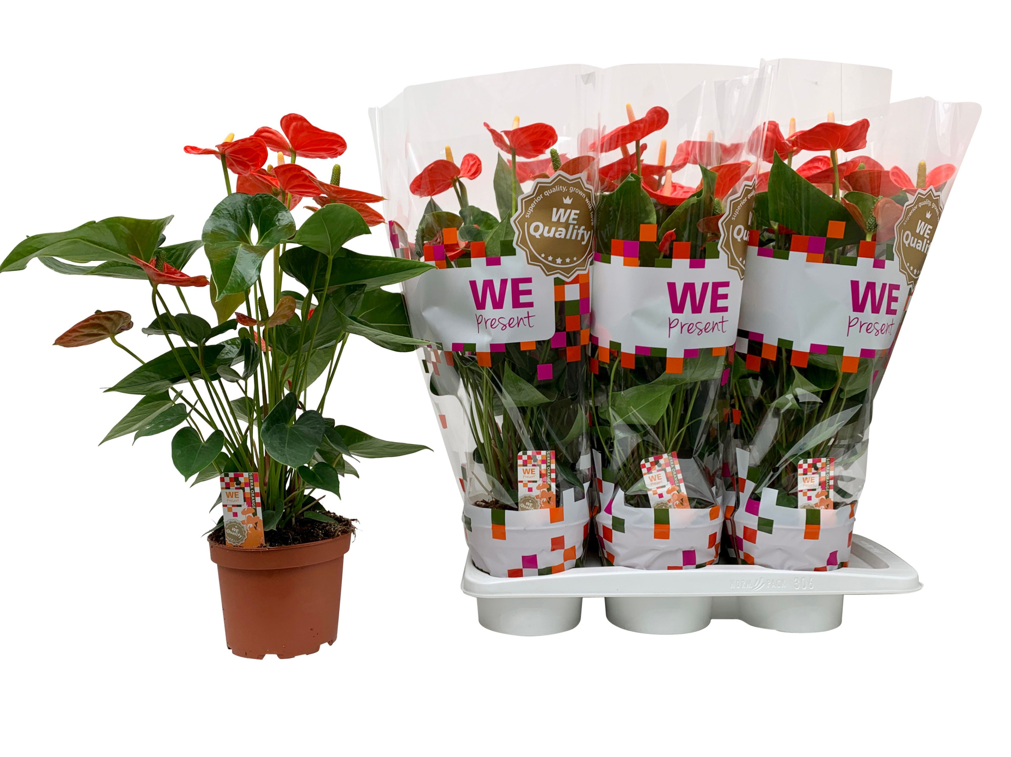 Sierra Orange17, D 17