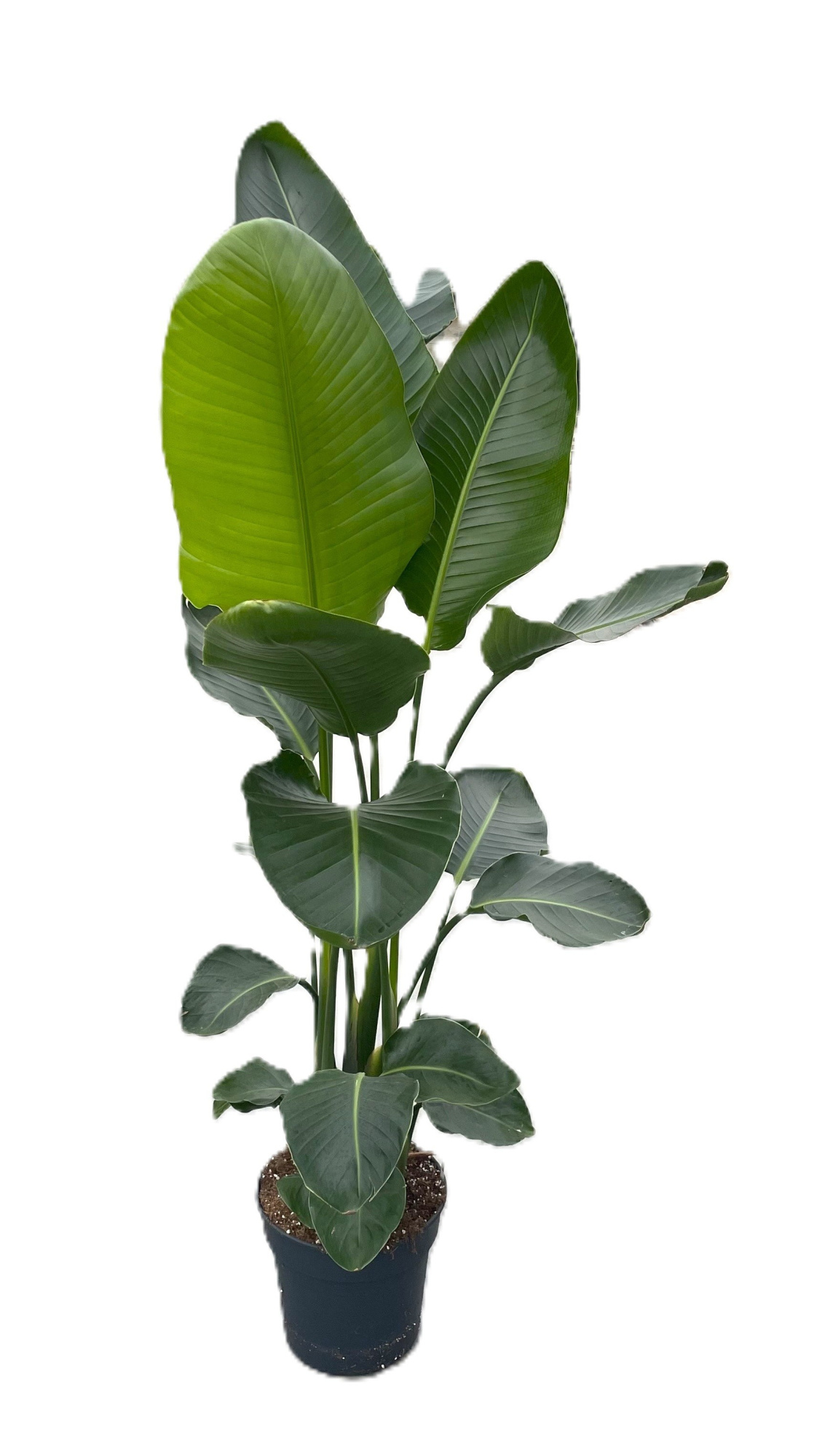 Strelitzia nicolaï p30 3pp 180cm, D 30