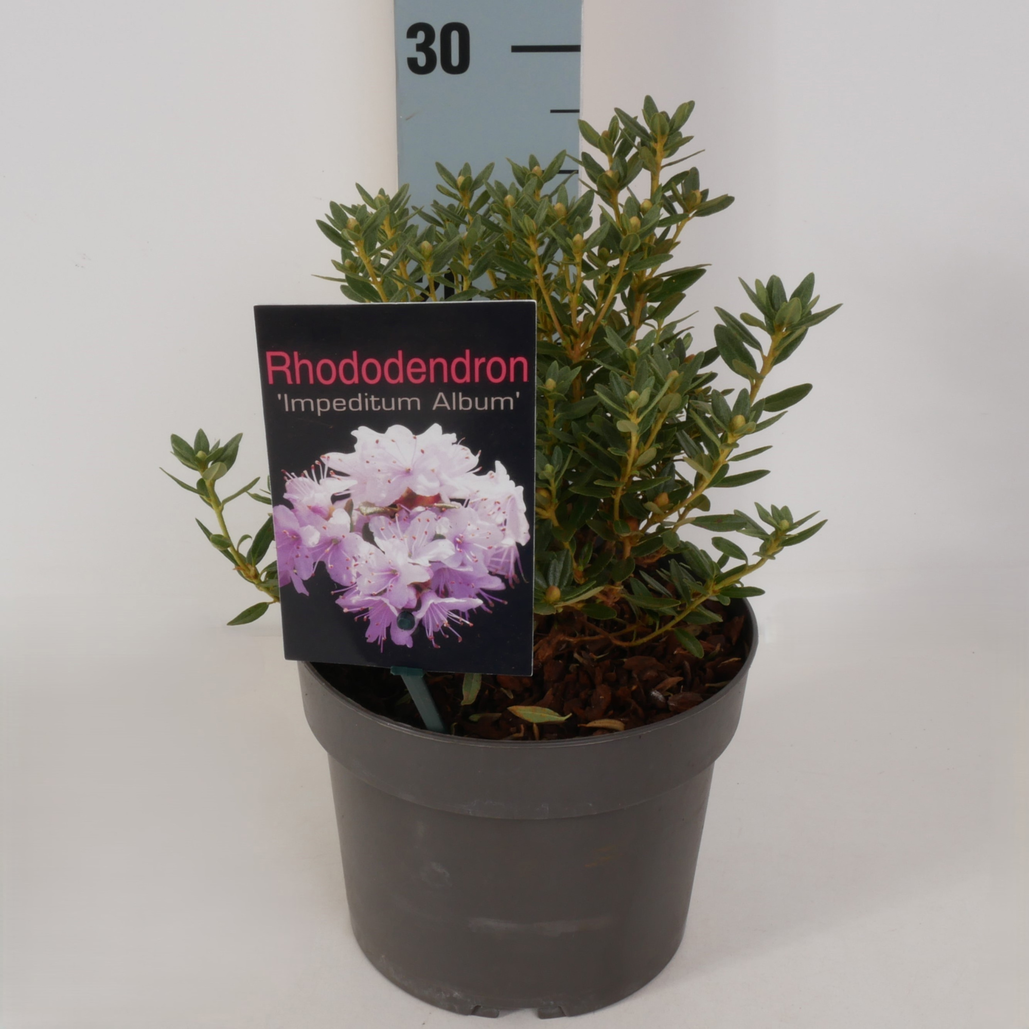 Rhododendron 'Impeditum Album' P17, D 17