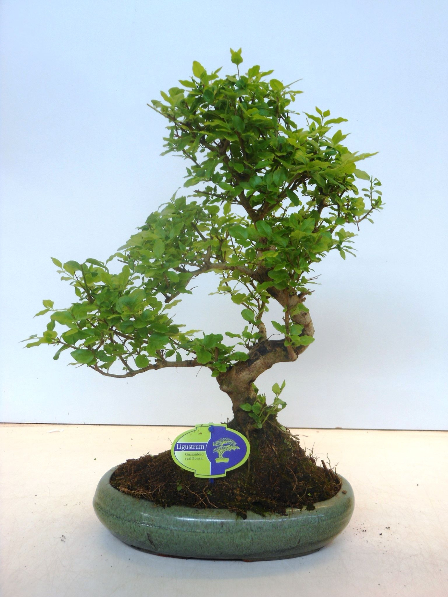 Ligustrum sinensis, 29cm., shape, without drip tray, D 29