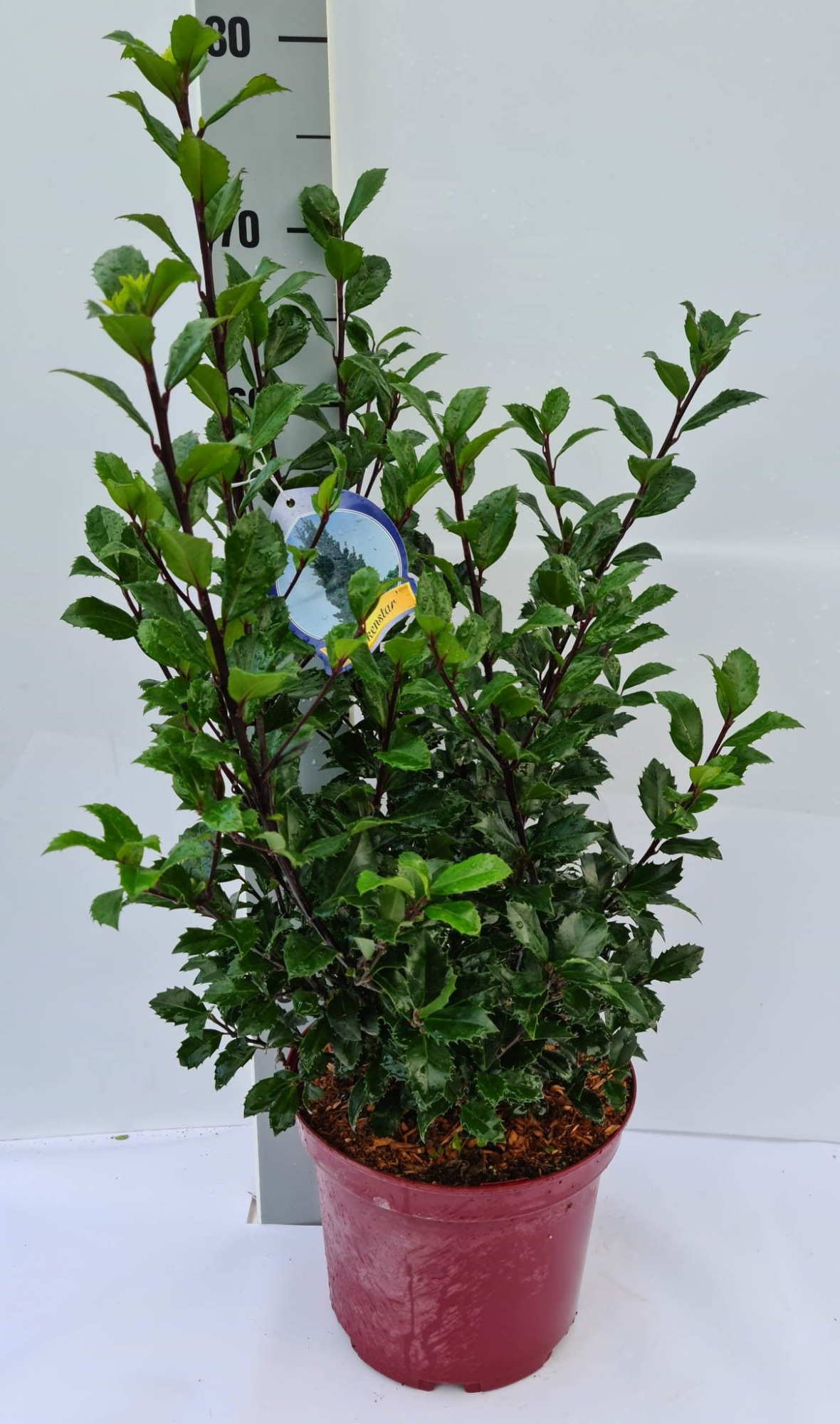 Ilex meserveae Heckenstar C5 40-50, D 23 cm