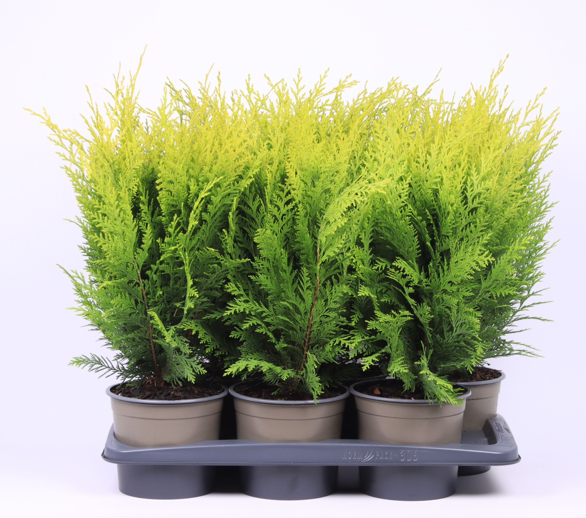 Chamaecyparis lawsoniana 'Stardust', D 17