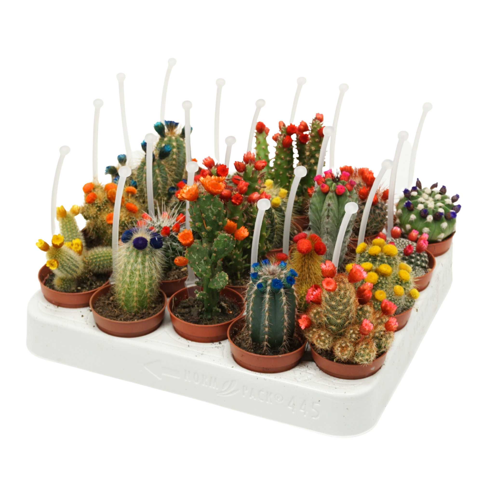 Cactus mix strobloem 5,5 cm met picker, D 5,5 cm