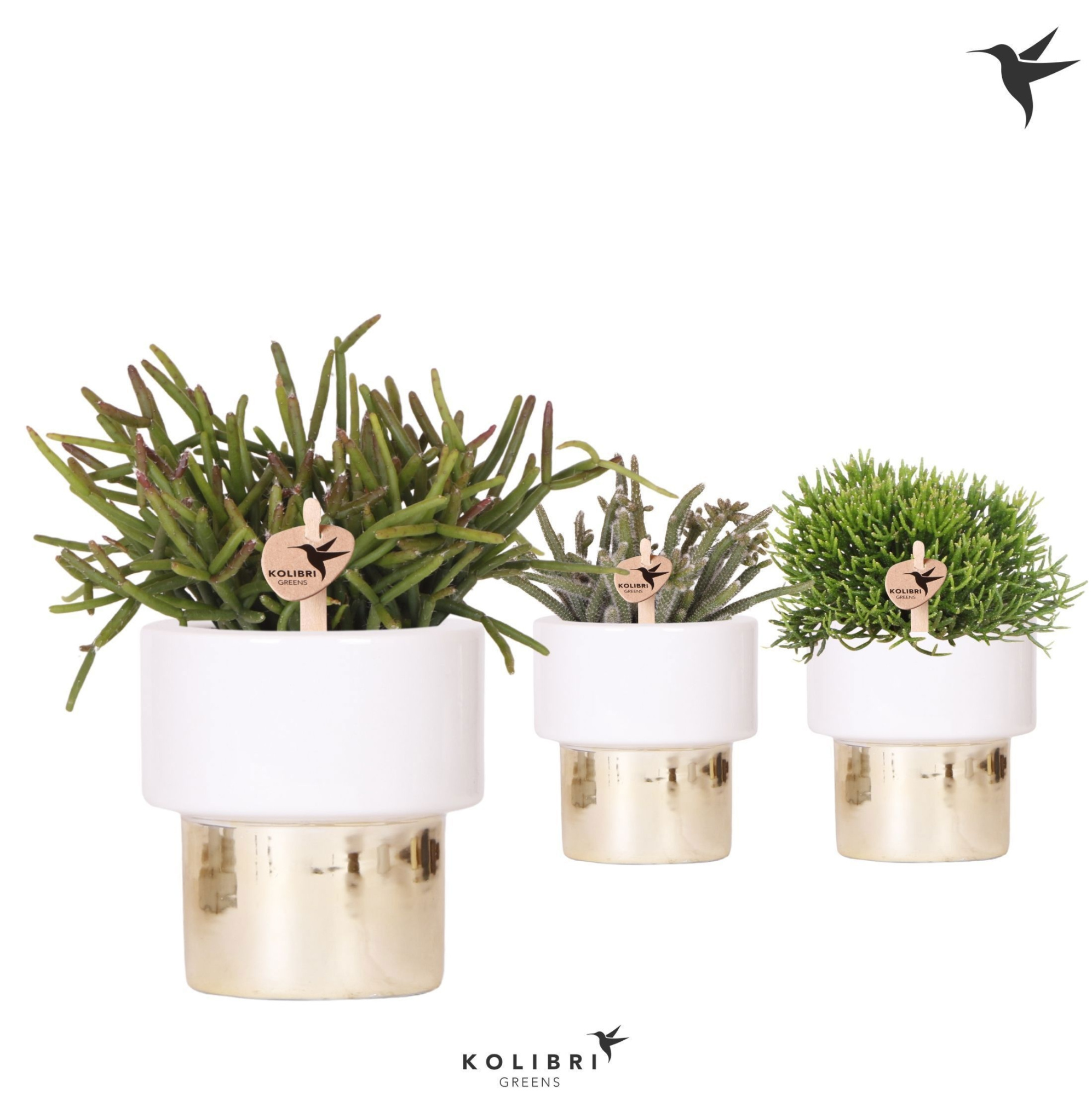 Kolibri Greens Rhipsalis mix in Lush pot gold, D 9