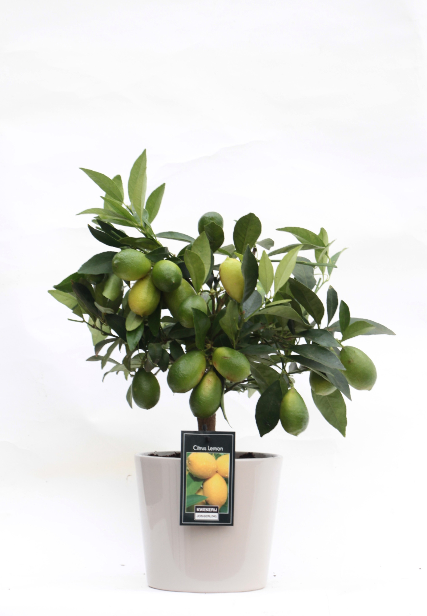 Lemon in Keramiek Roma grijs, D 16