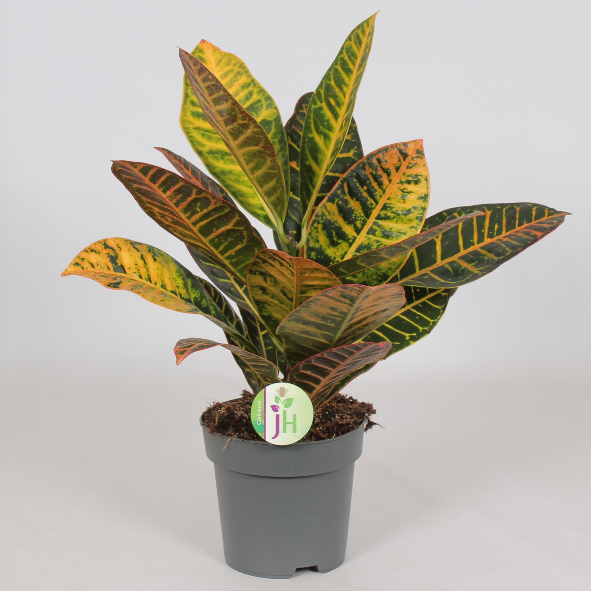 Codiaeum 'Petra', D 17