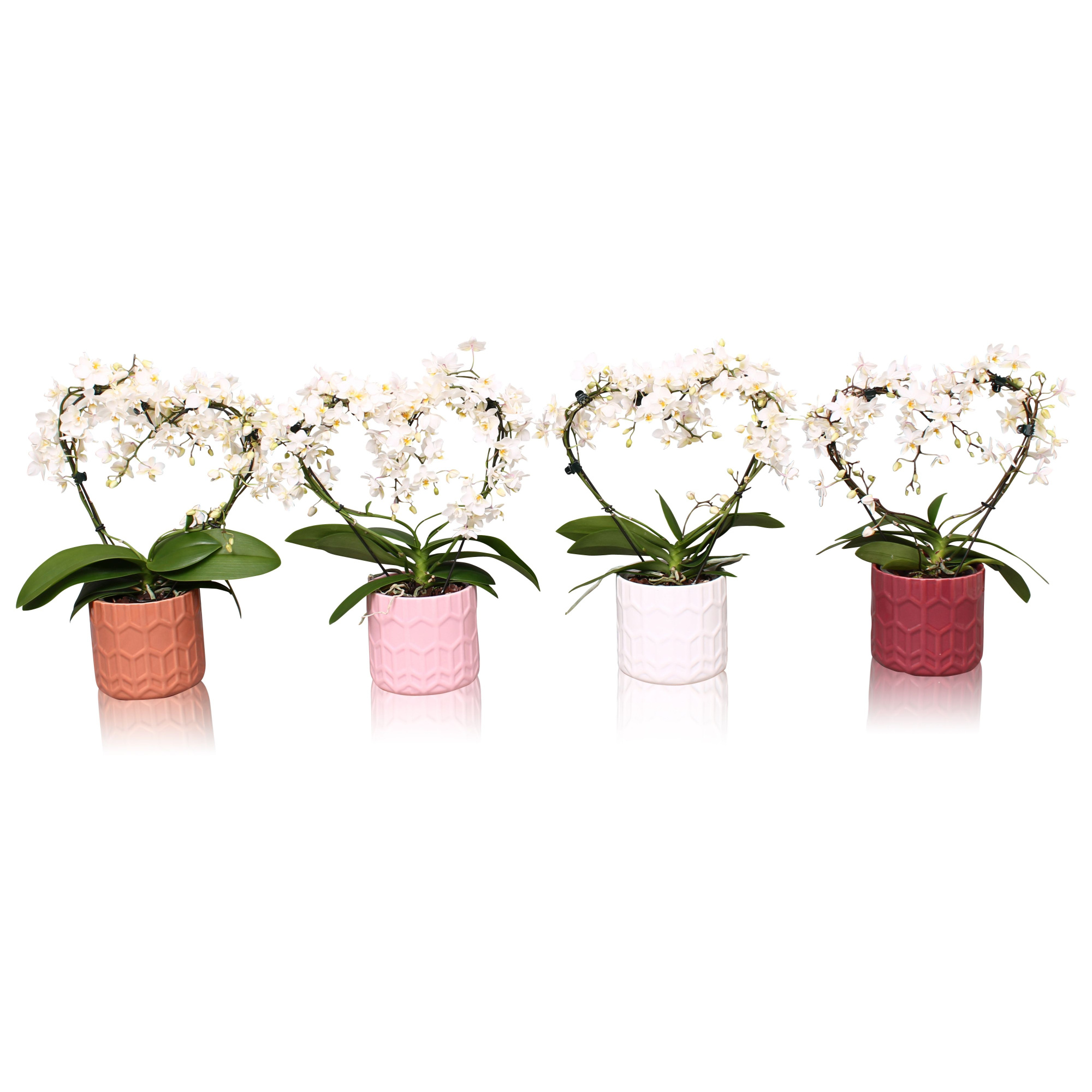 Phal. Multi vorm wit "Blossoming heart" in keramiek BGC944 Hexa, D 12