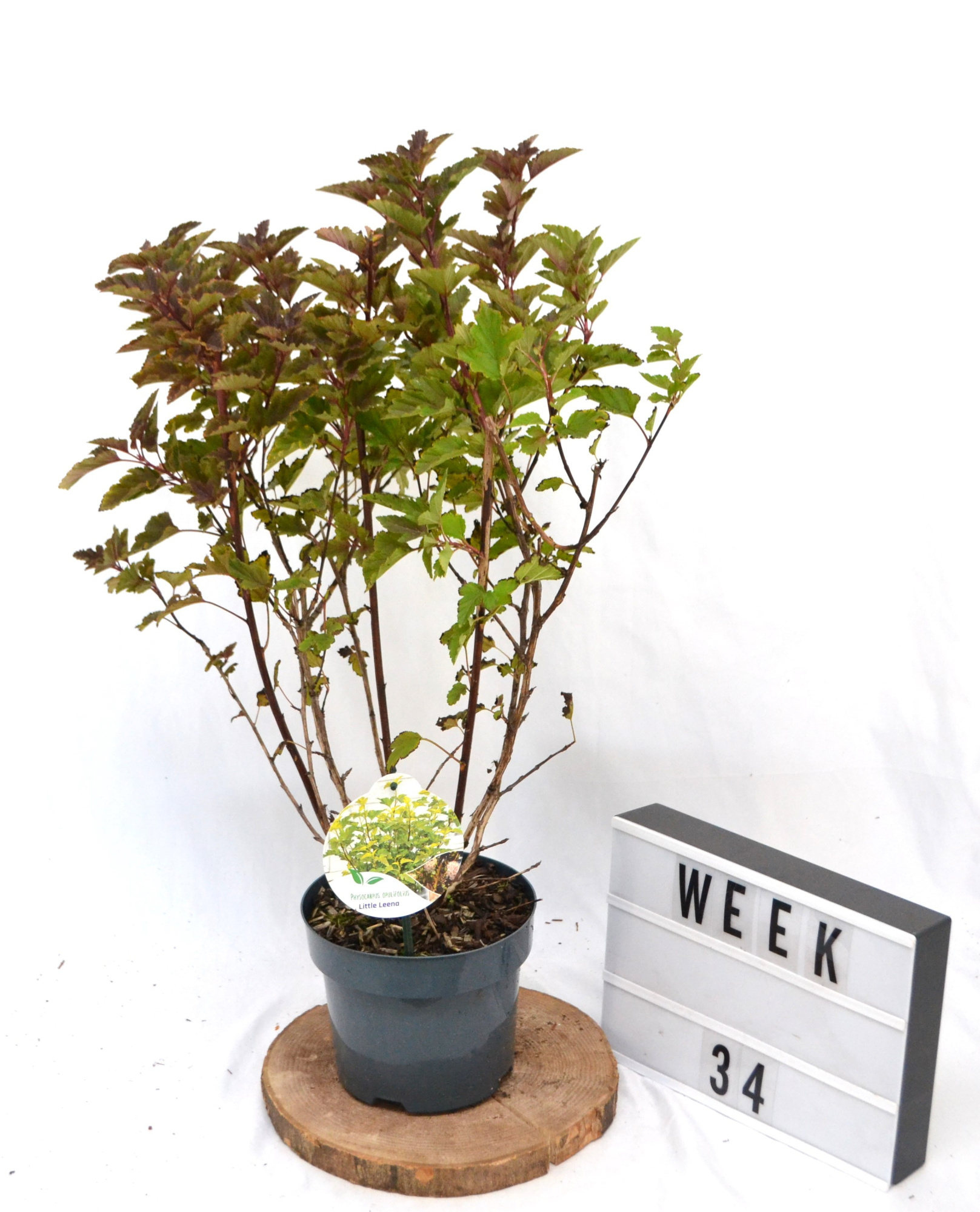Physocarpus opulifoilius Little Leena C3, D 19 cm