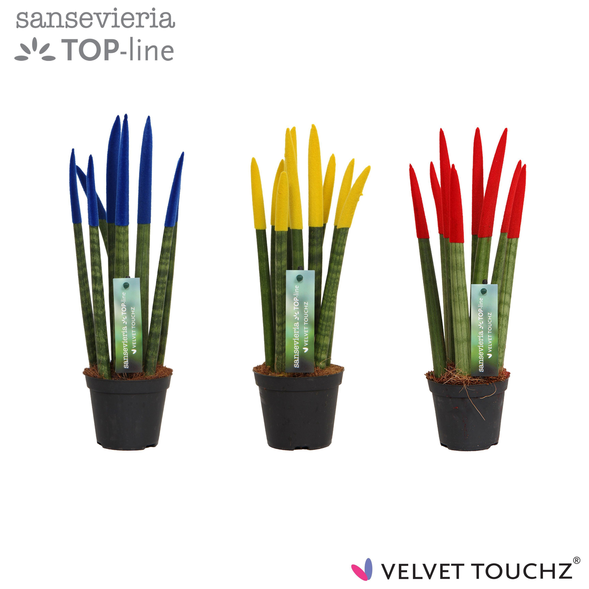 Sansevieria VELVET TOUCHZ® Roemenië, D 8,5 cm
