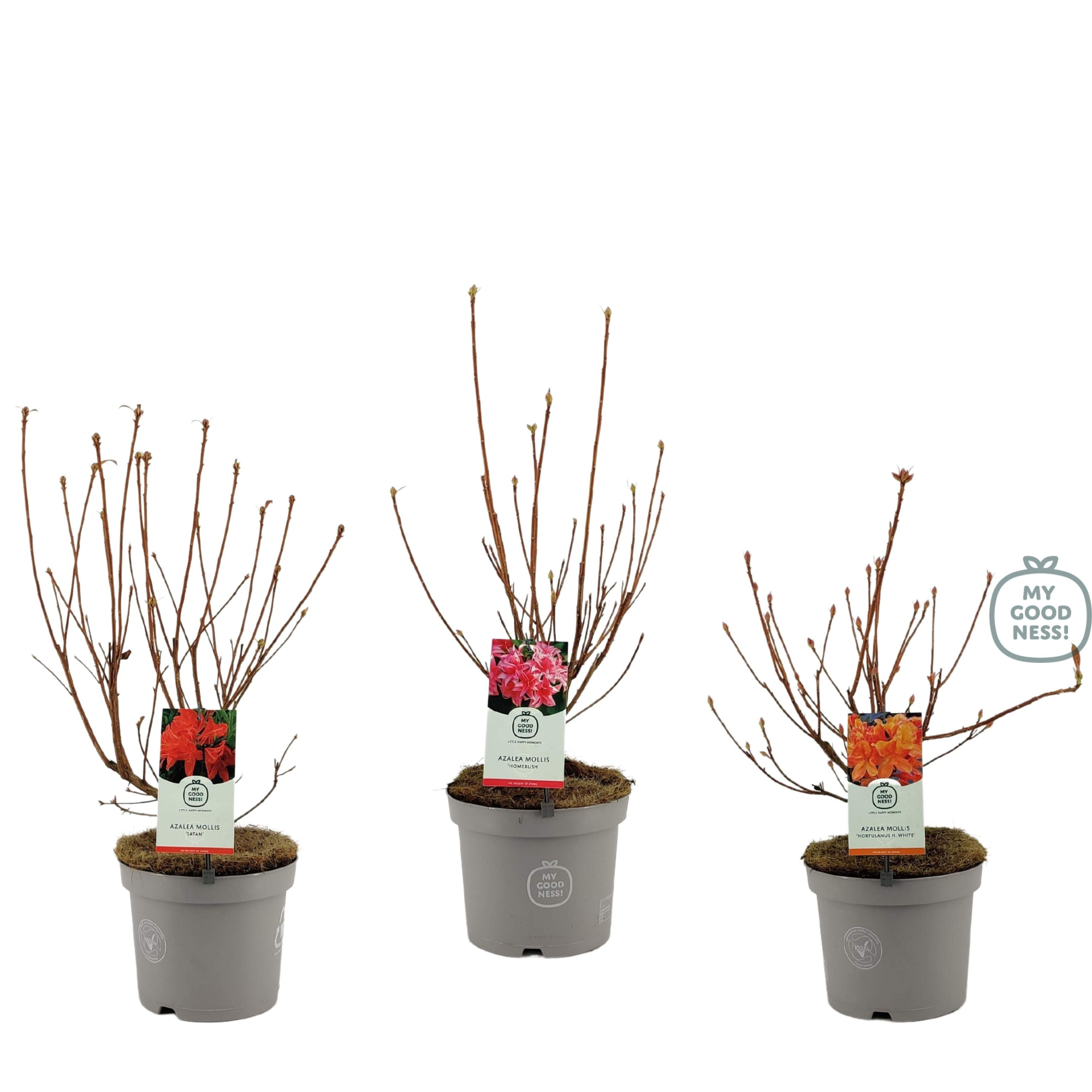 Azalea Mollis 40 /C5 'Anneke', D 23