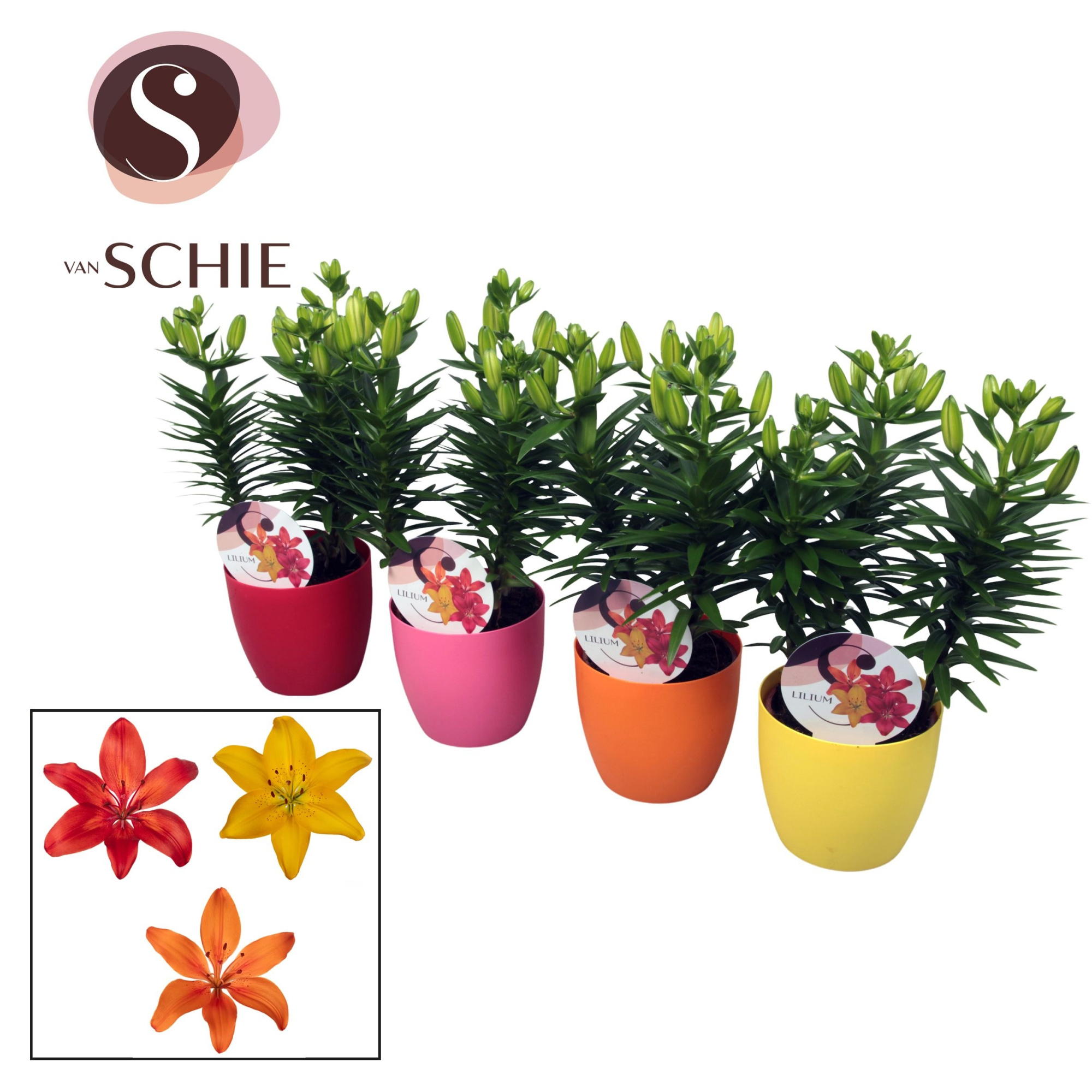 Aziaat Mix 13cm DECOPOT, D 14 cm