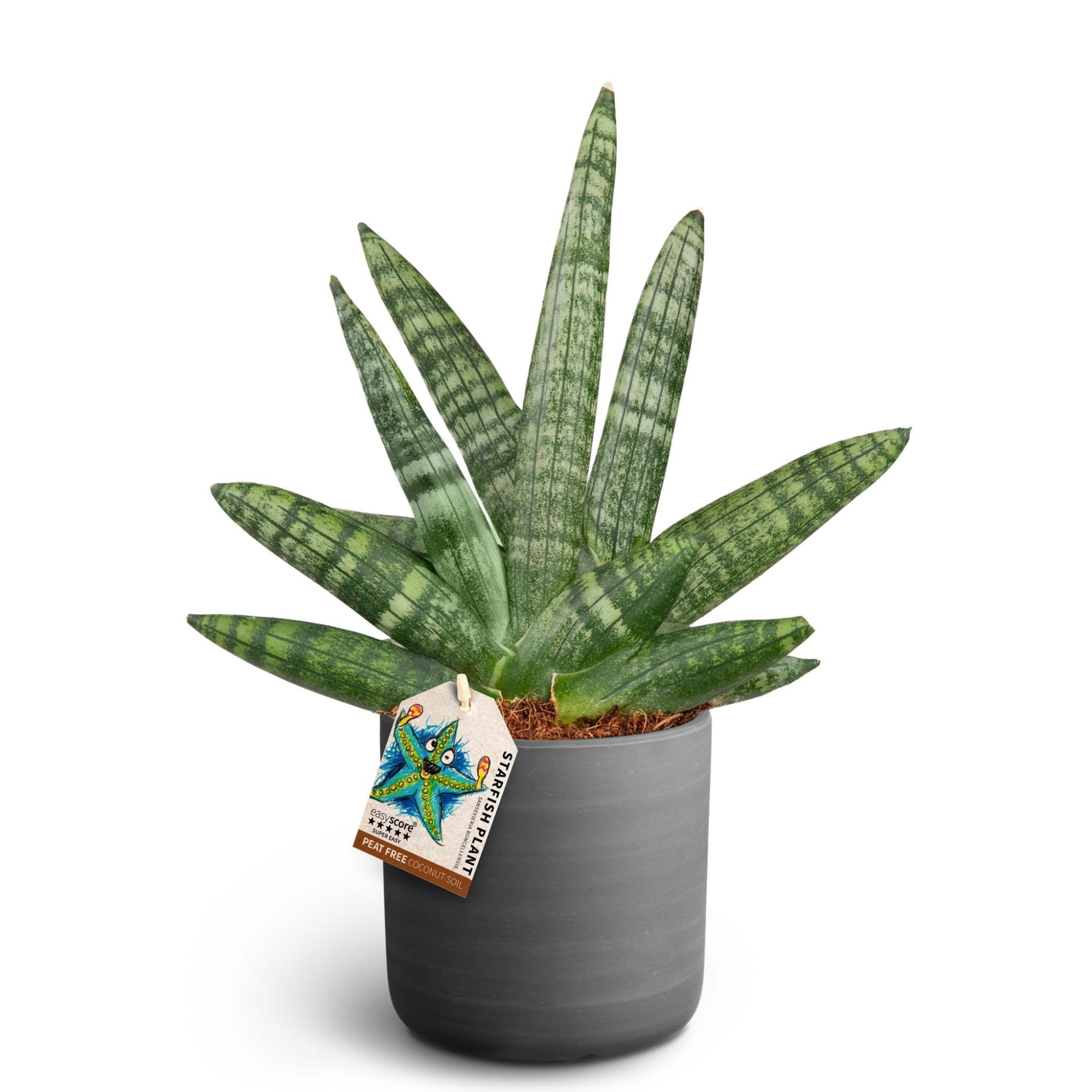 Raw Black, Sansevieria Boncellensis, D 12 cm