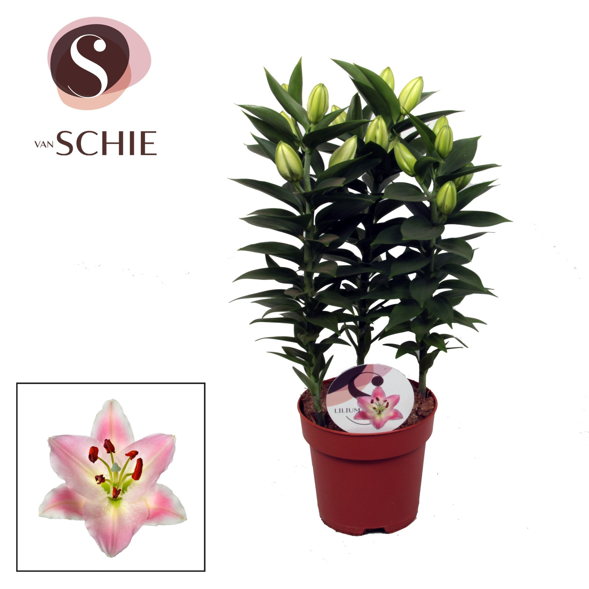 Lilium Souvenir 17cm, D 17 cm