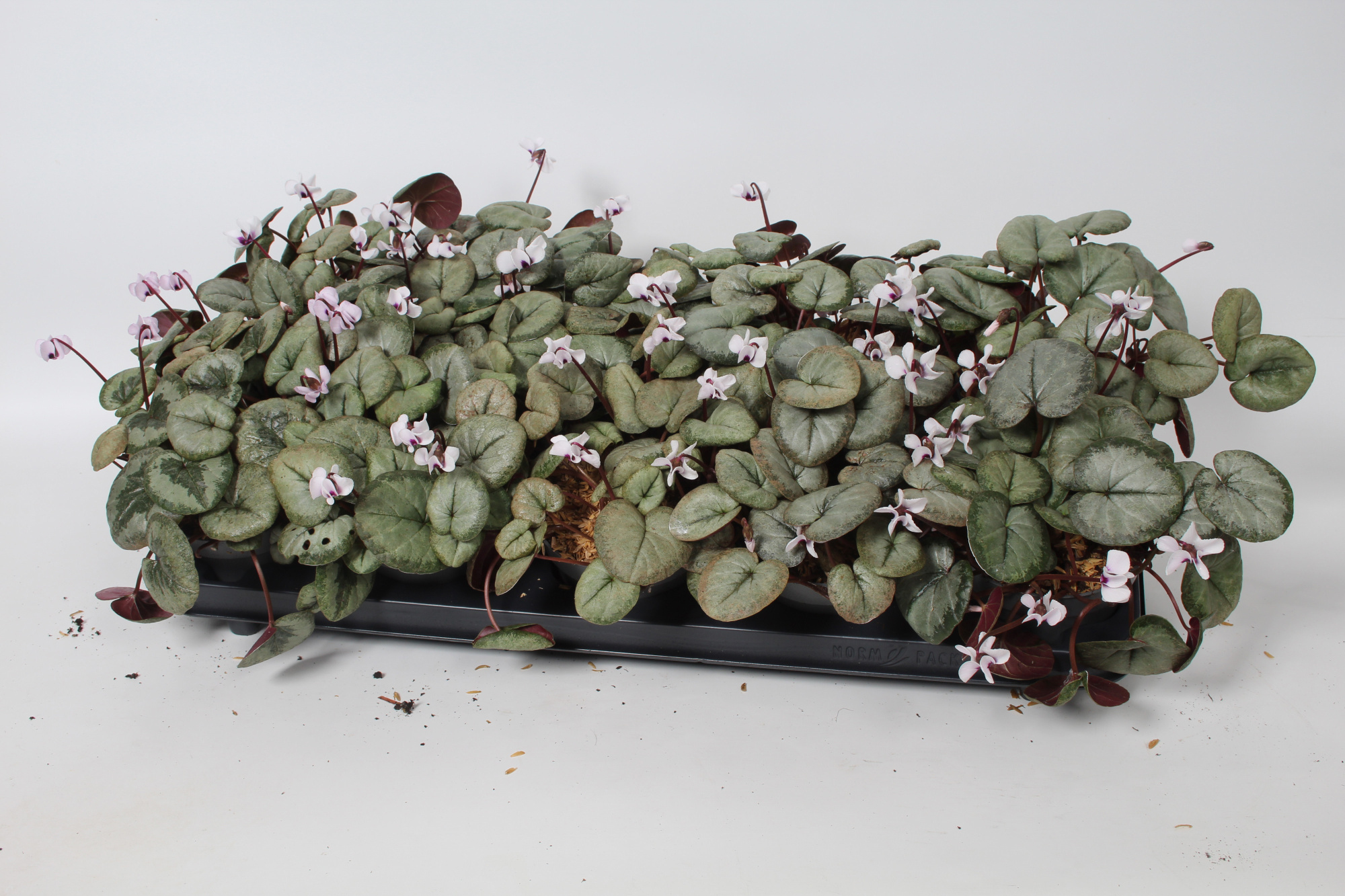 Cyclamen coum Wit met grijs blad, D 10,5