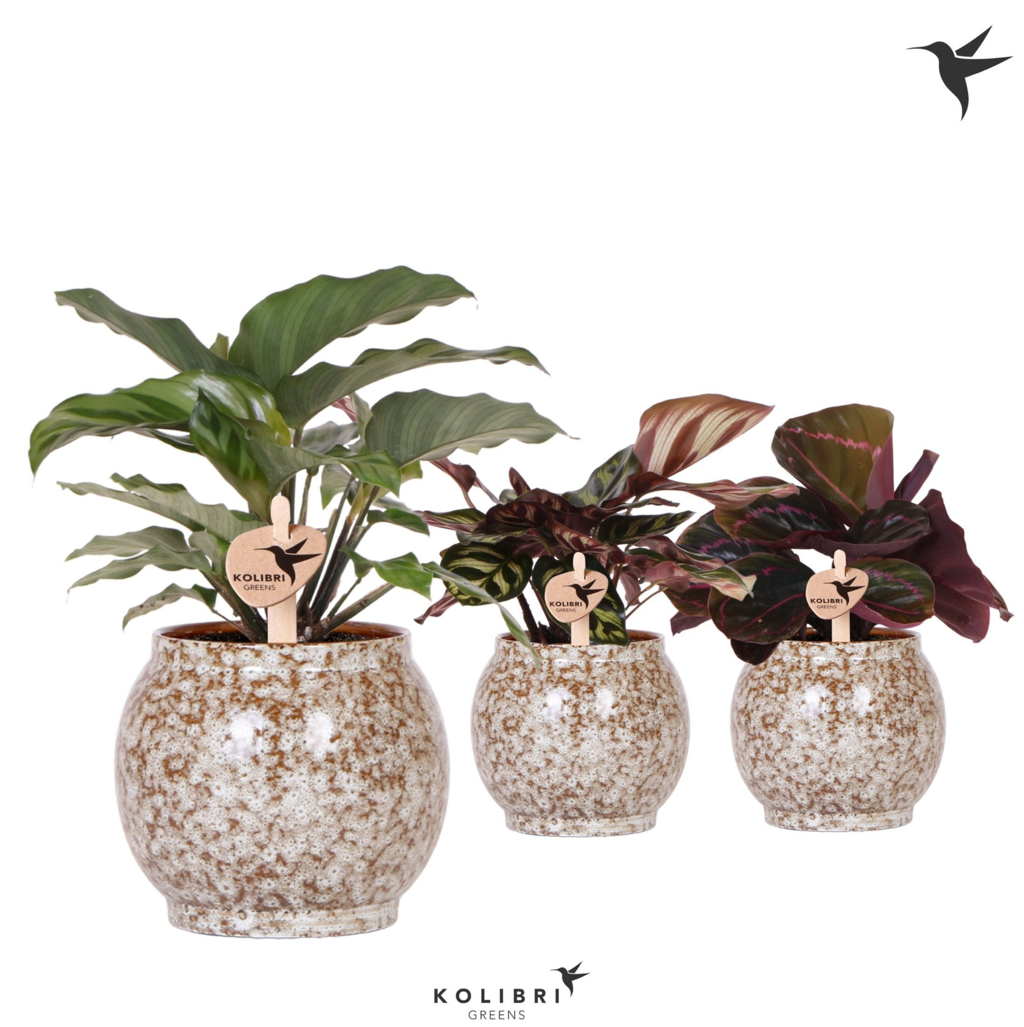 Kolibri Greens Calathea mix in Safari pot, D 9 cm