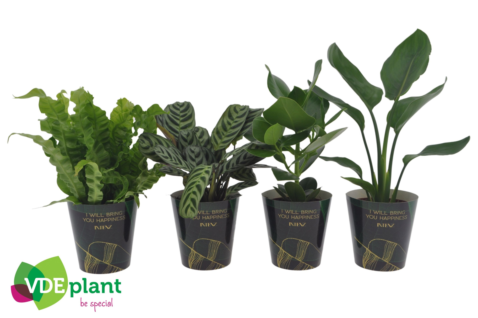 Intenz mix in Intenz Cup, D 12 cm