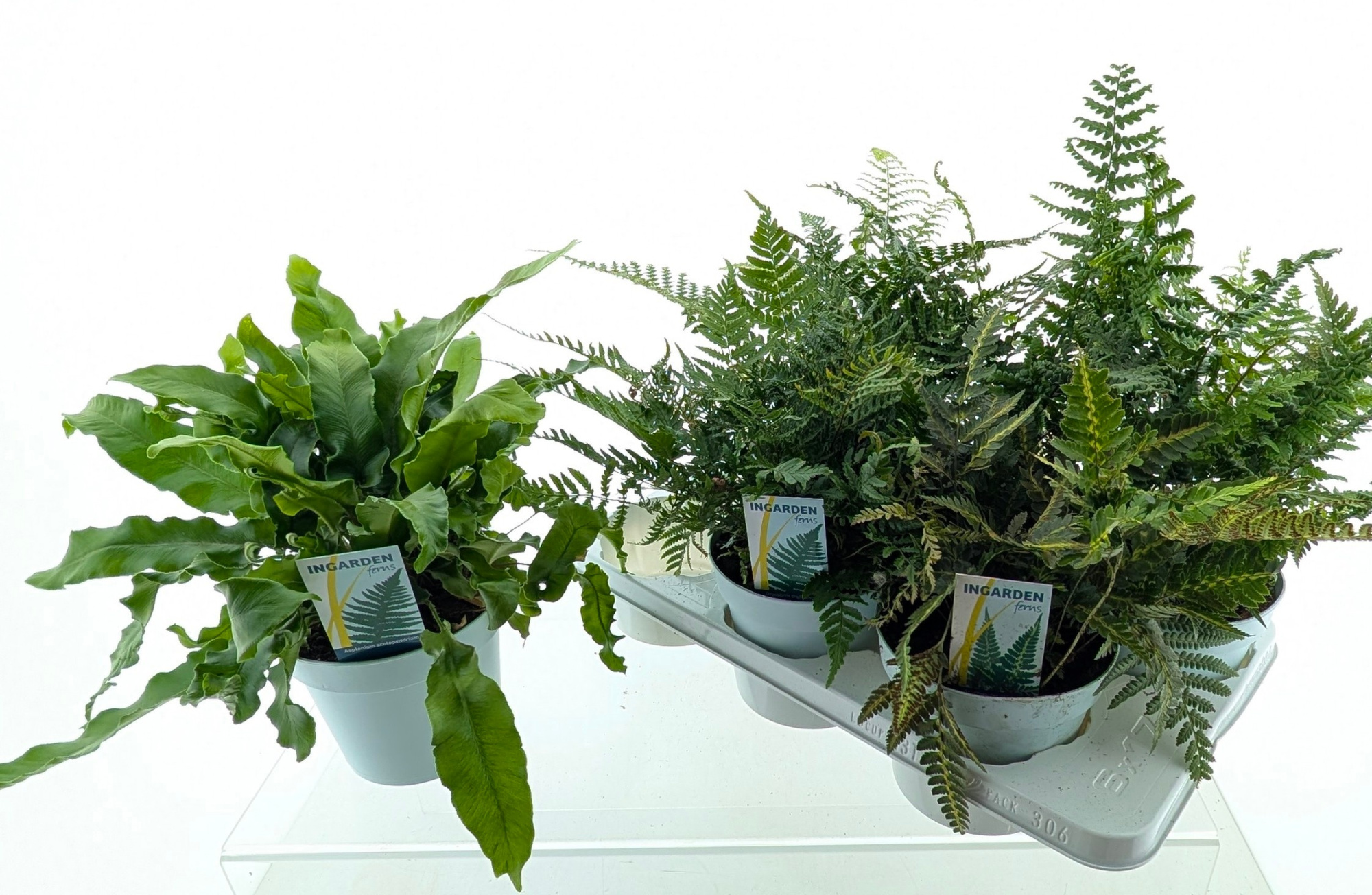 Buitenvarens Mix, D 17 cm