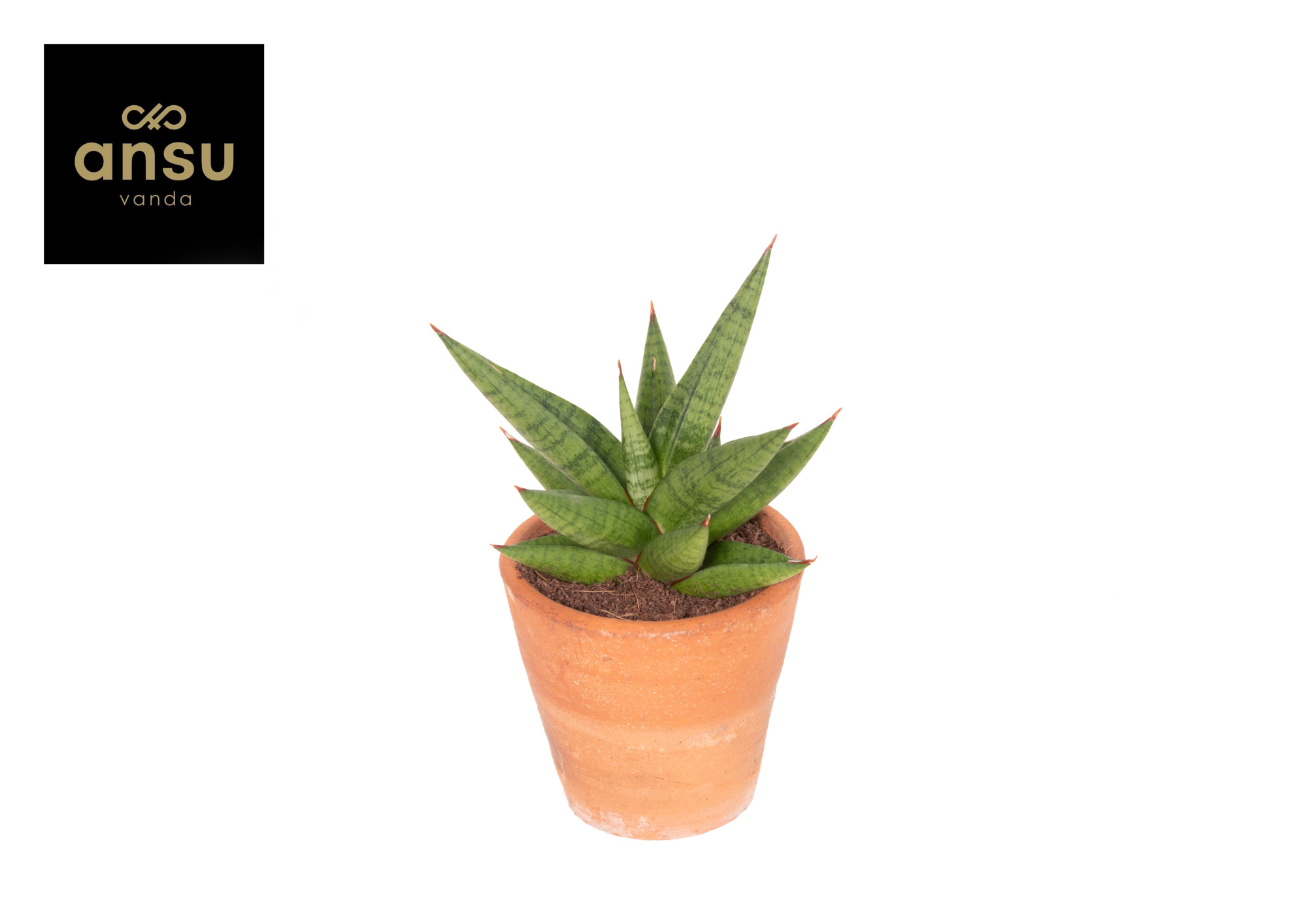 Sansevieria Comet Canoe No. 1 Terracotta, D 9 cm