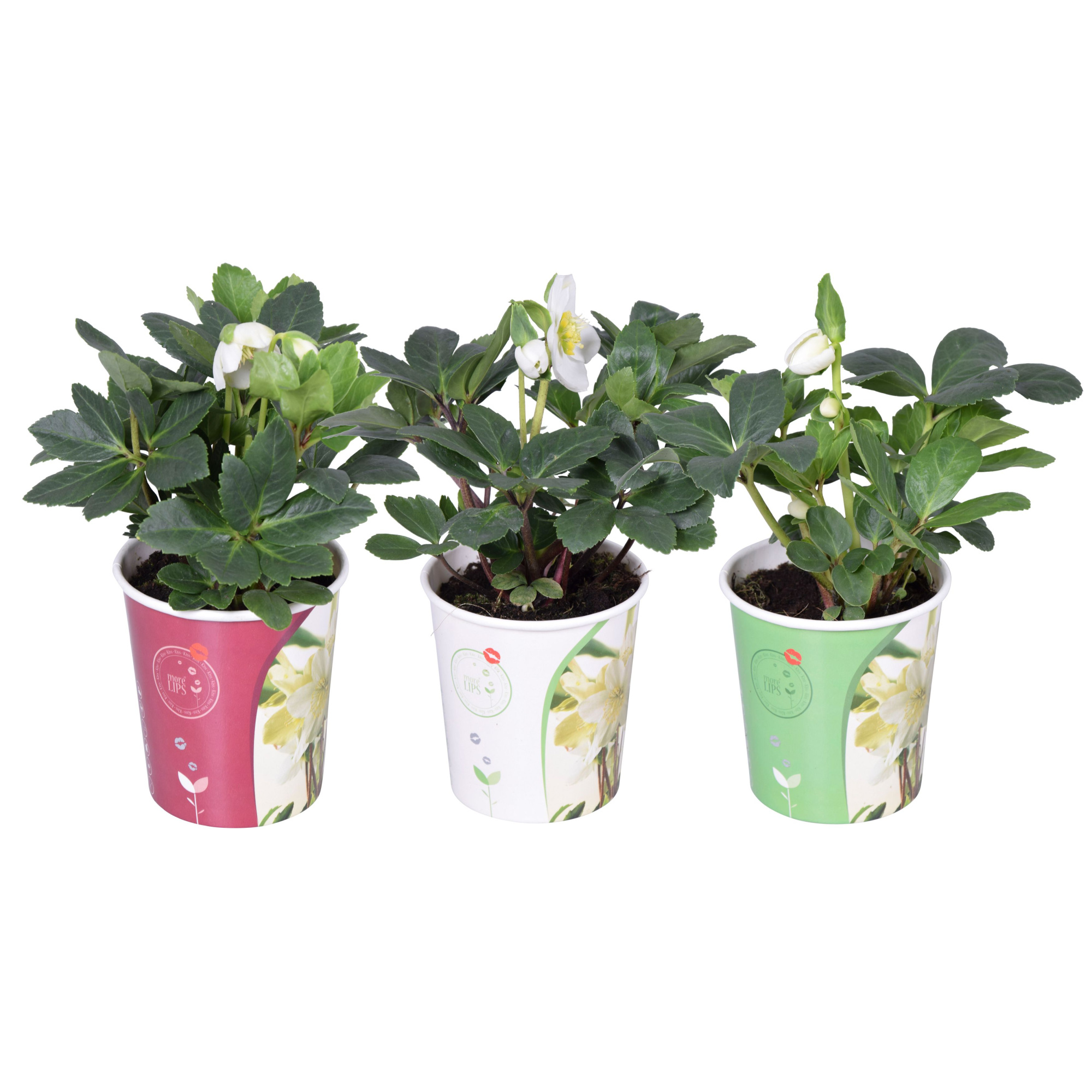 MoreLIPS Helleborus n. Christmas Carol 9cm (L), D 9 cm