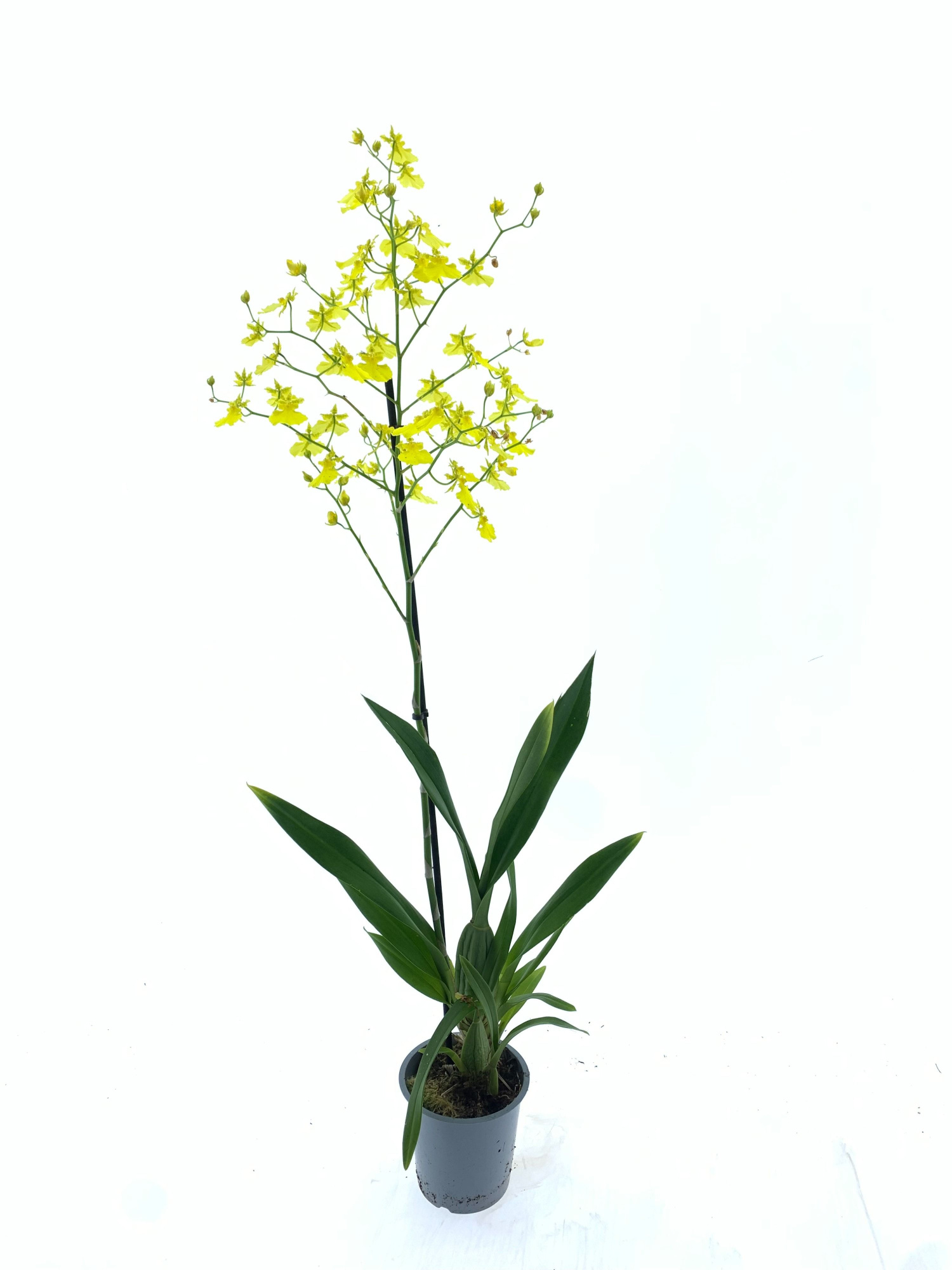 Oncidium Lemon Drop, D 12 cm