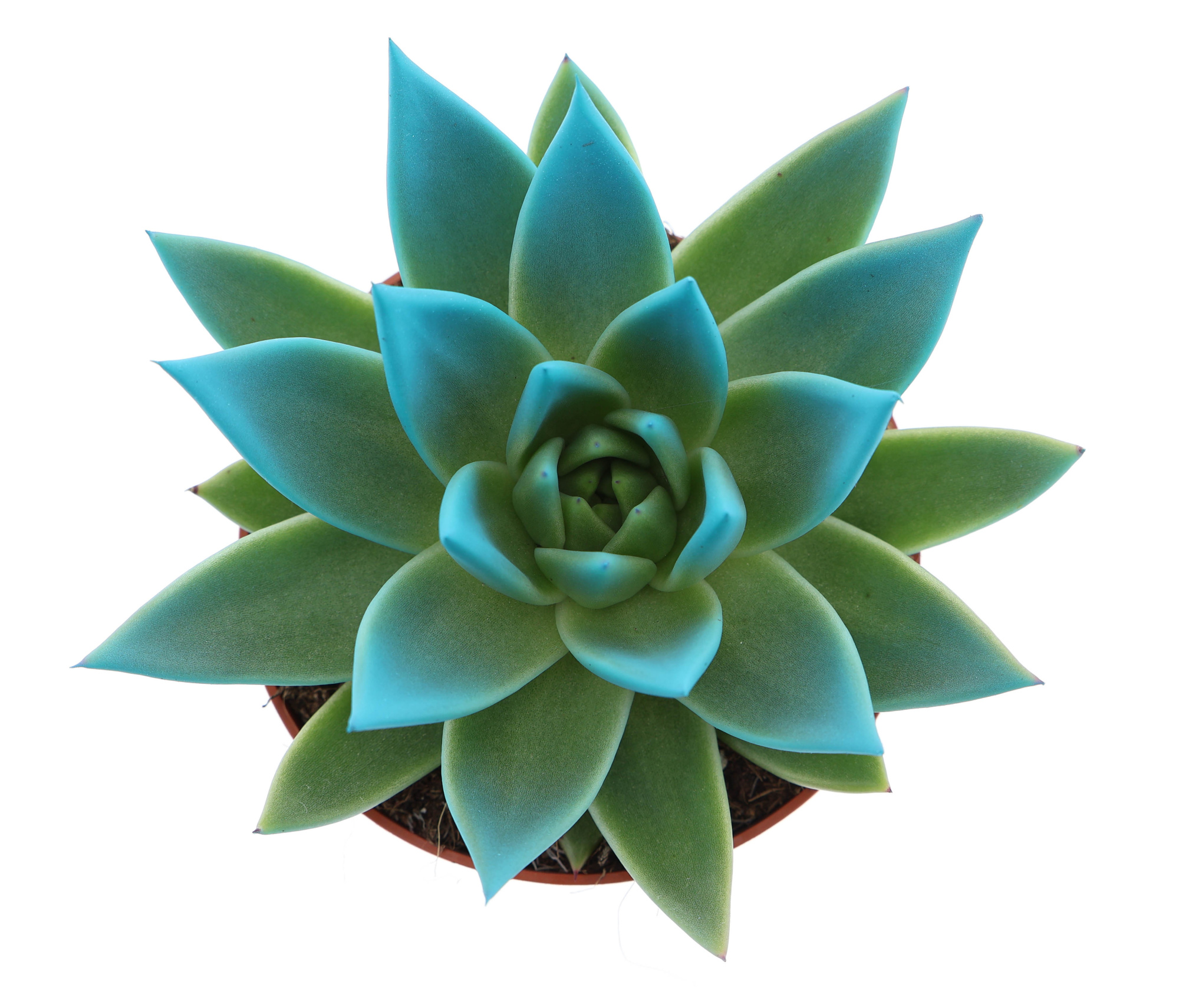 Miranda tips sky blue, D 10,5 cm