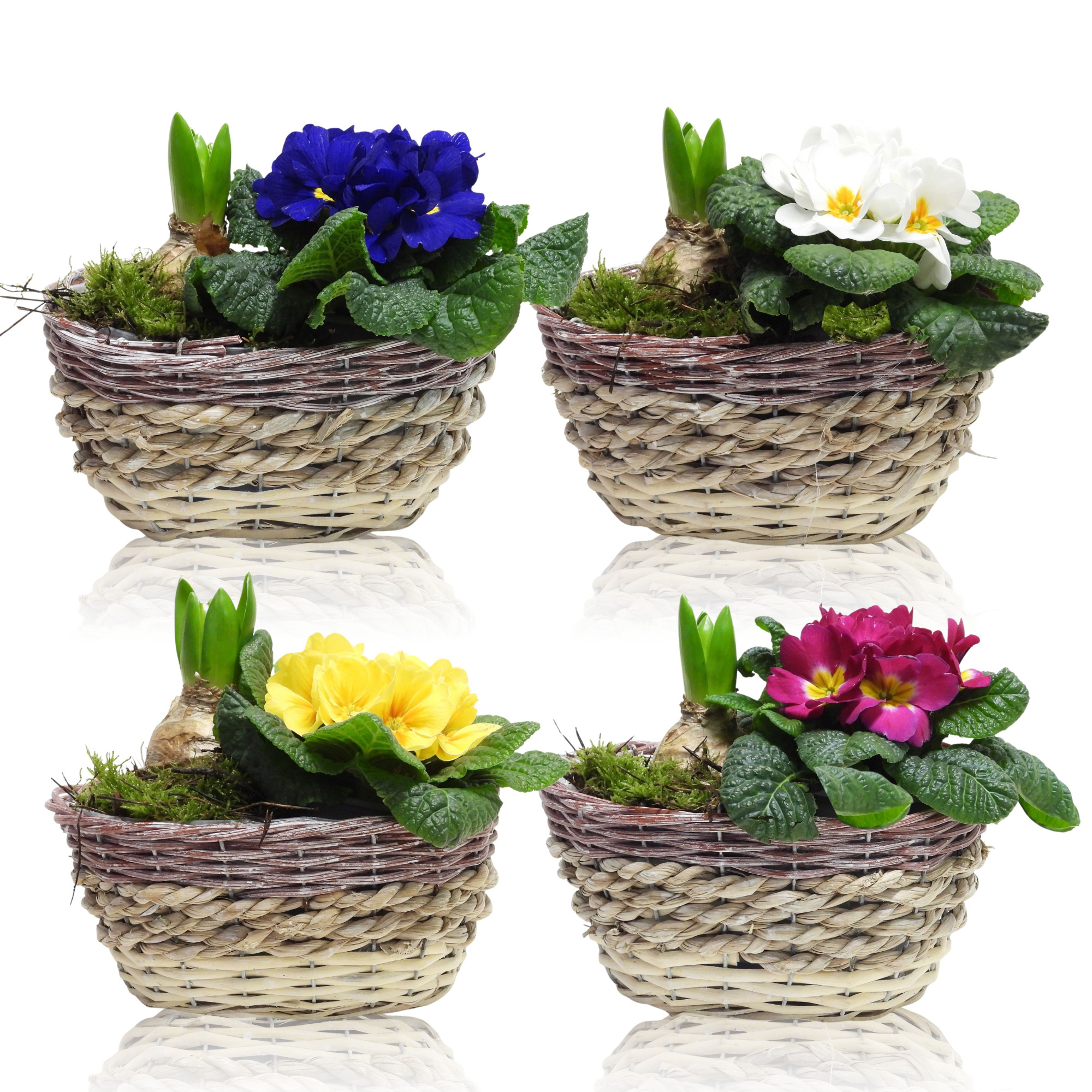 Early Spring Specials Arrangement Hyacint Ovaal 21 cm, D 21