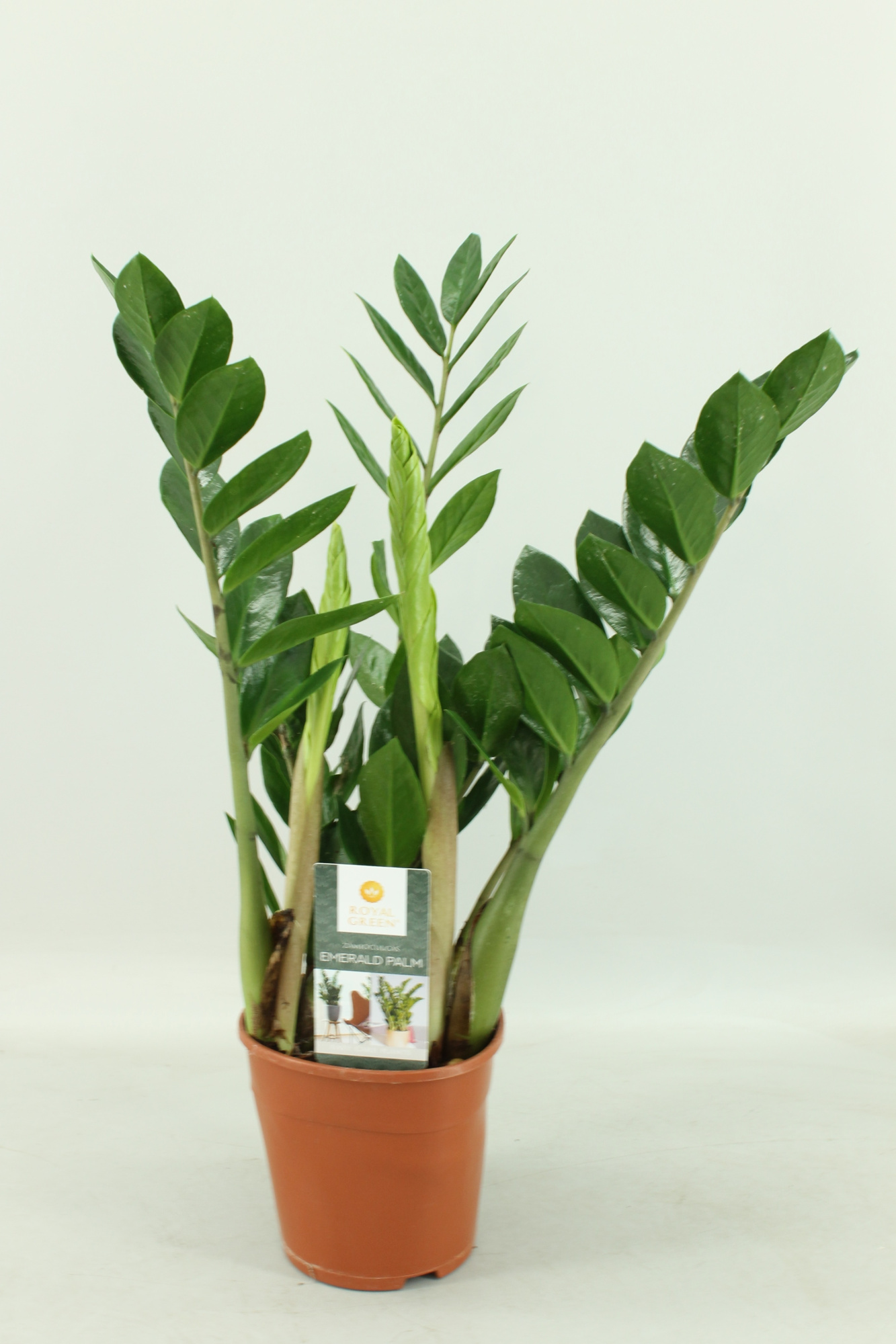 Zamioculcas 14cm, D 14 cm