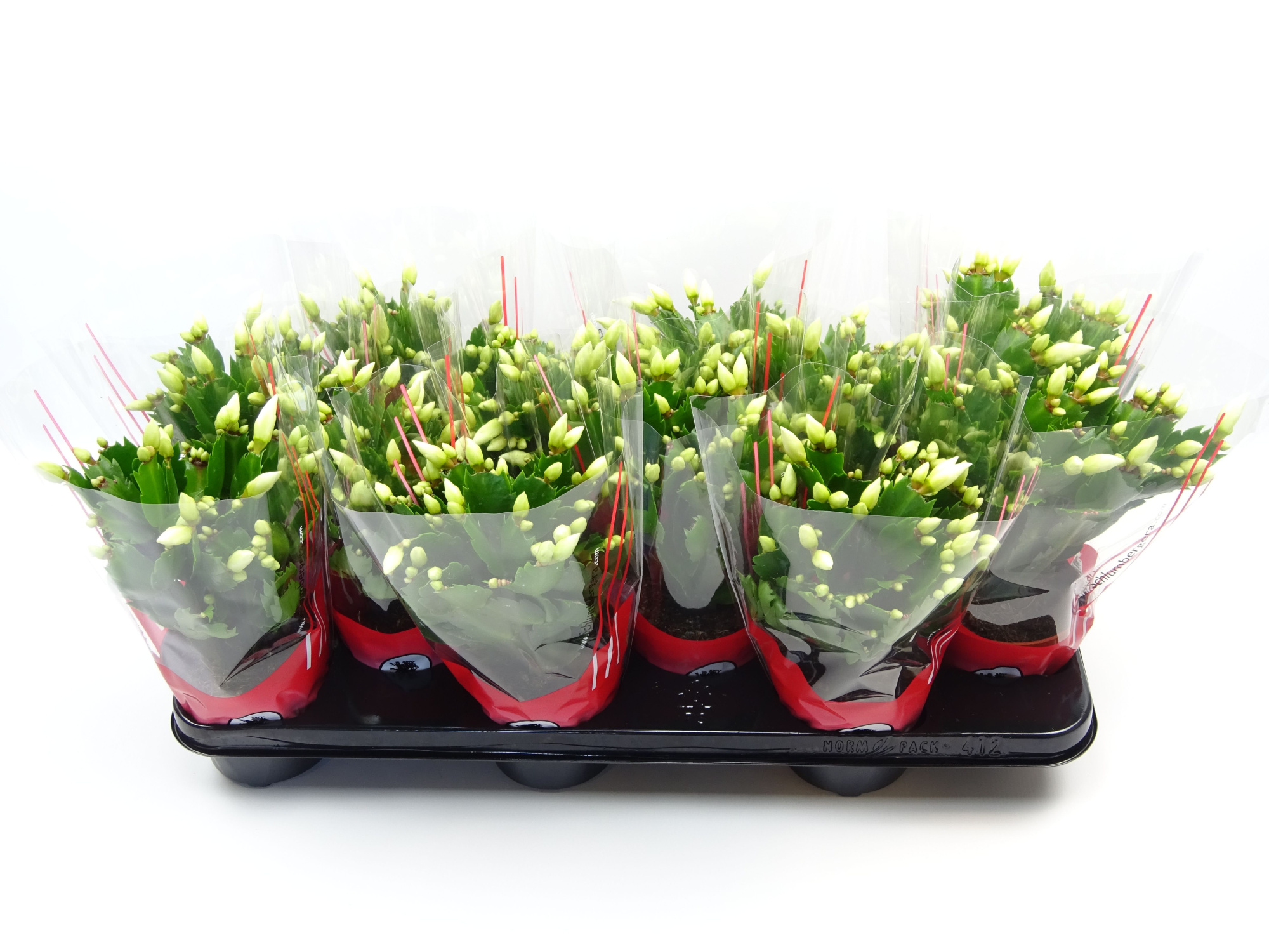 Schlumbergera 10.5 cm wit, D 10,5 cm