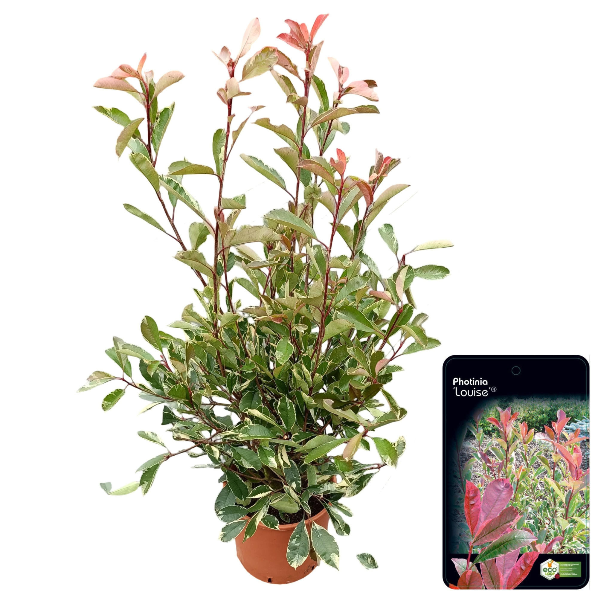 Photinia fraseri 'Louise', D 29 cm