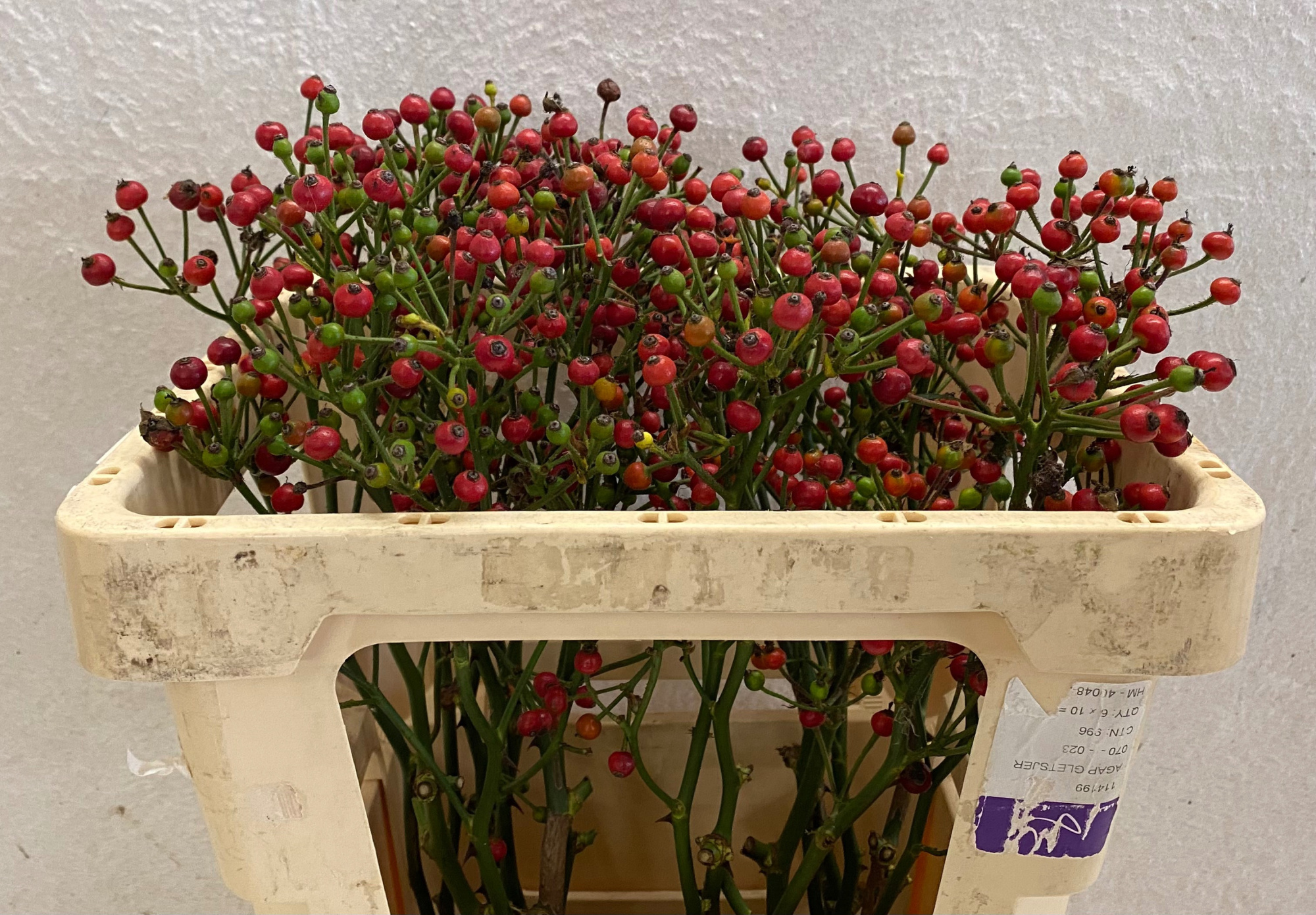 Рузботель Рэд Перл Хипхоп 50, шт.