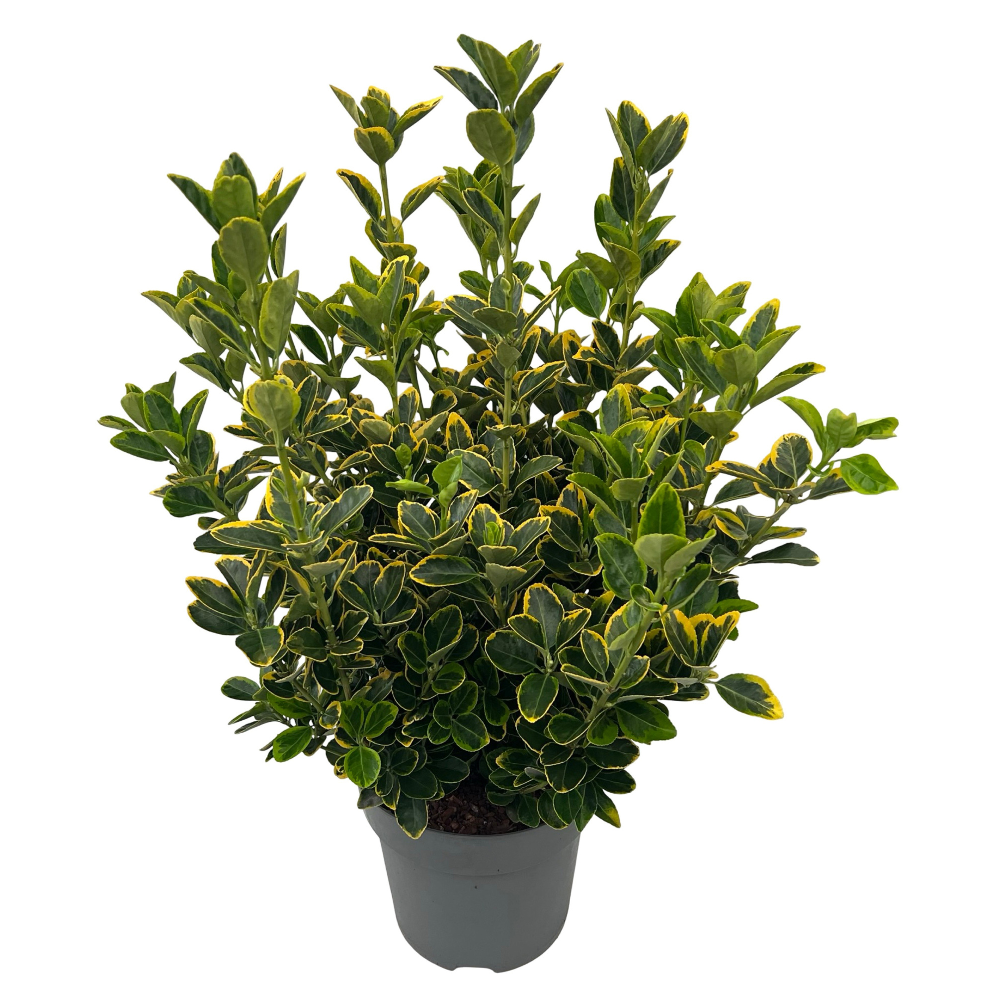 Euonymus jap. 'Aureomarginatus' sense, D 27