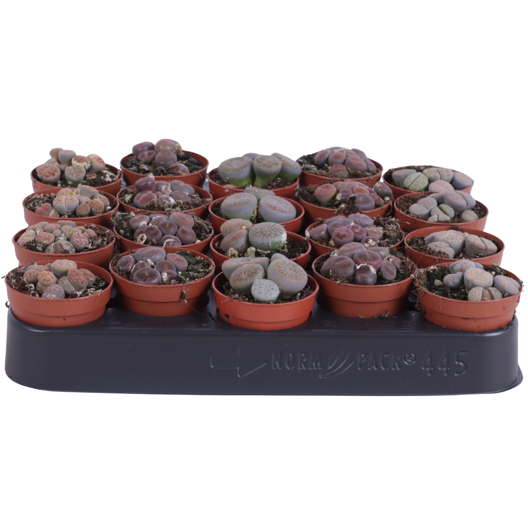 Lithops mix 5,5 cm, D 5,5 cm