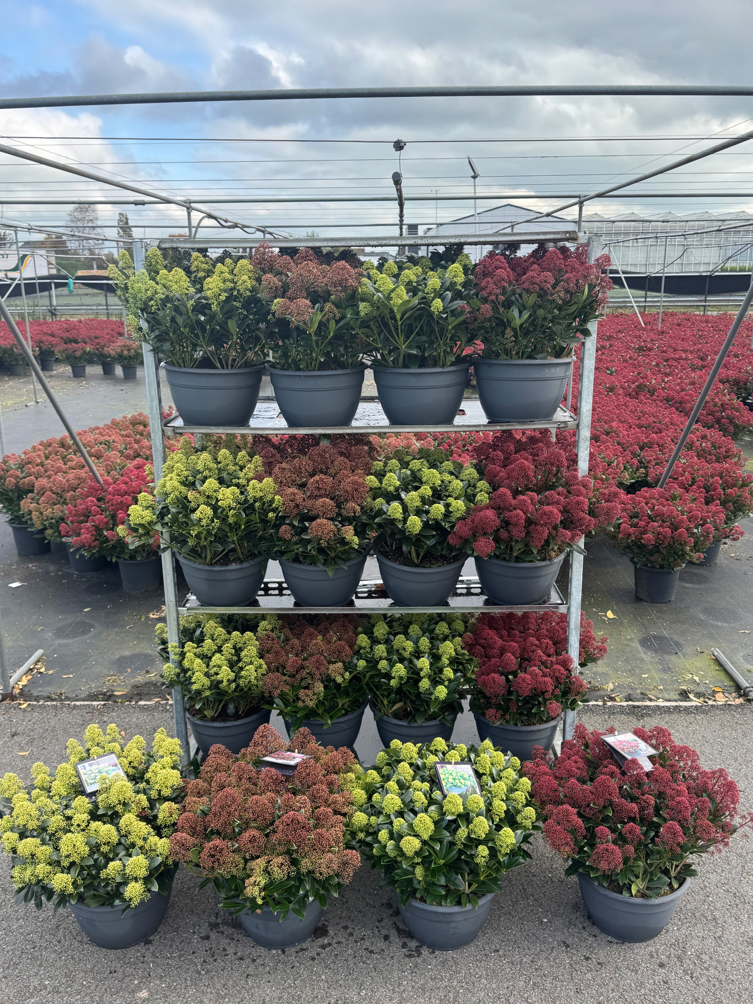 Skimmia Mix Laag P32 (schaal), D 32 cm