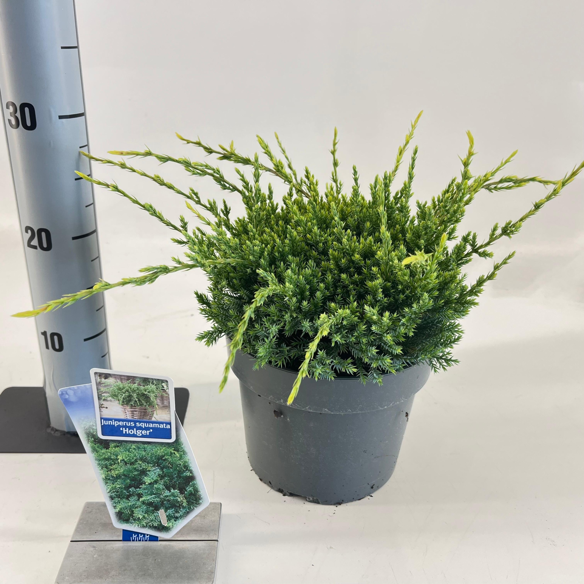 Juniperus squamata 'Holger', D 19